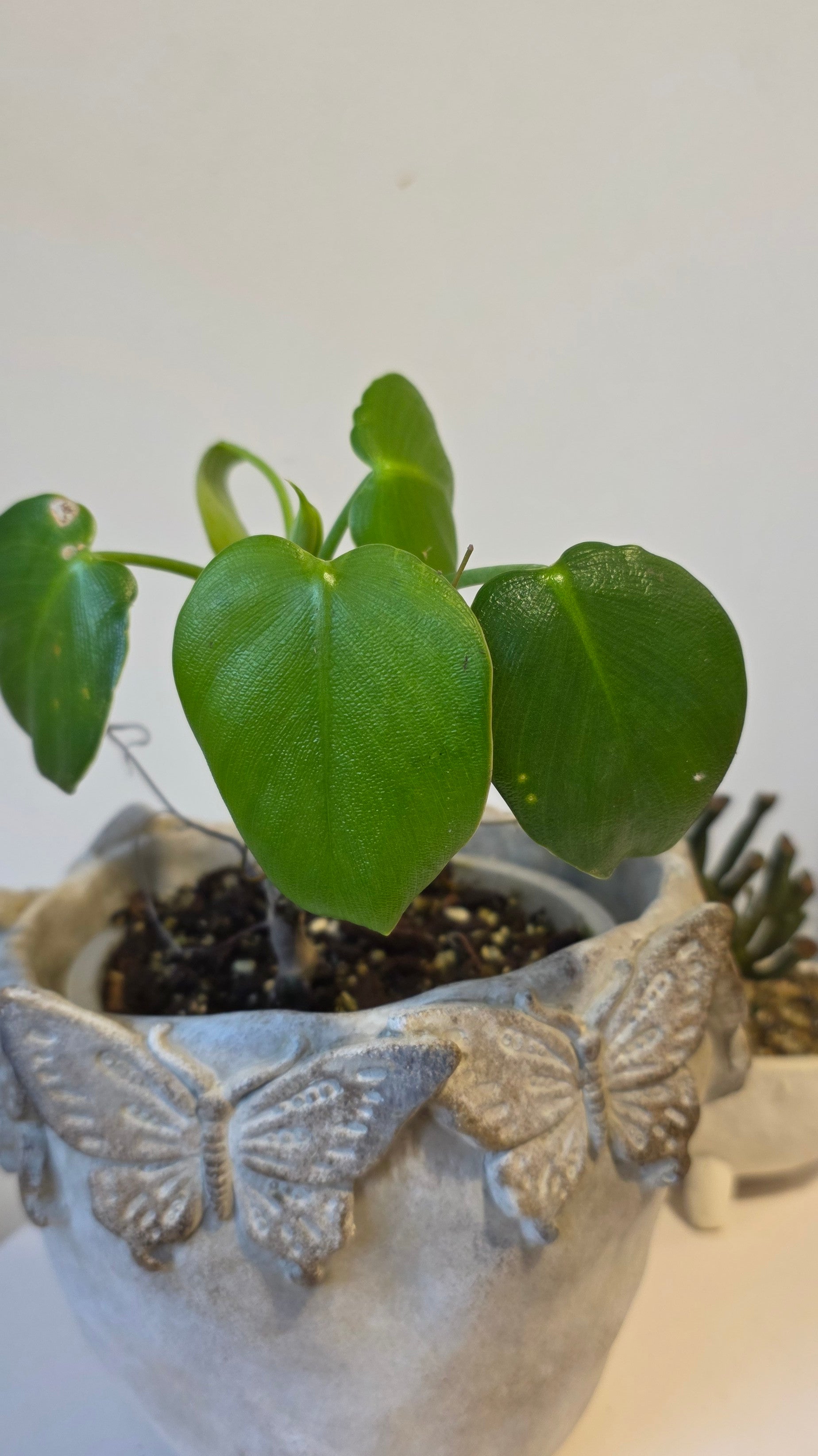 Philodendron Rugosum A