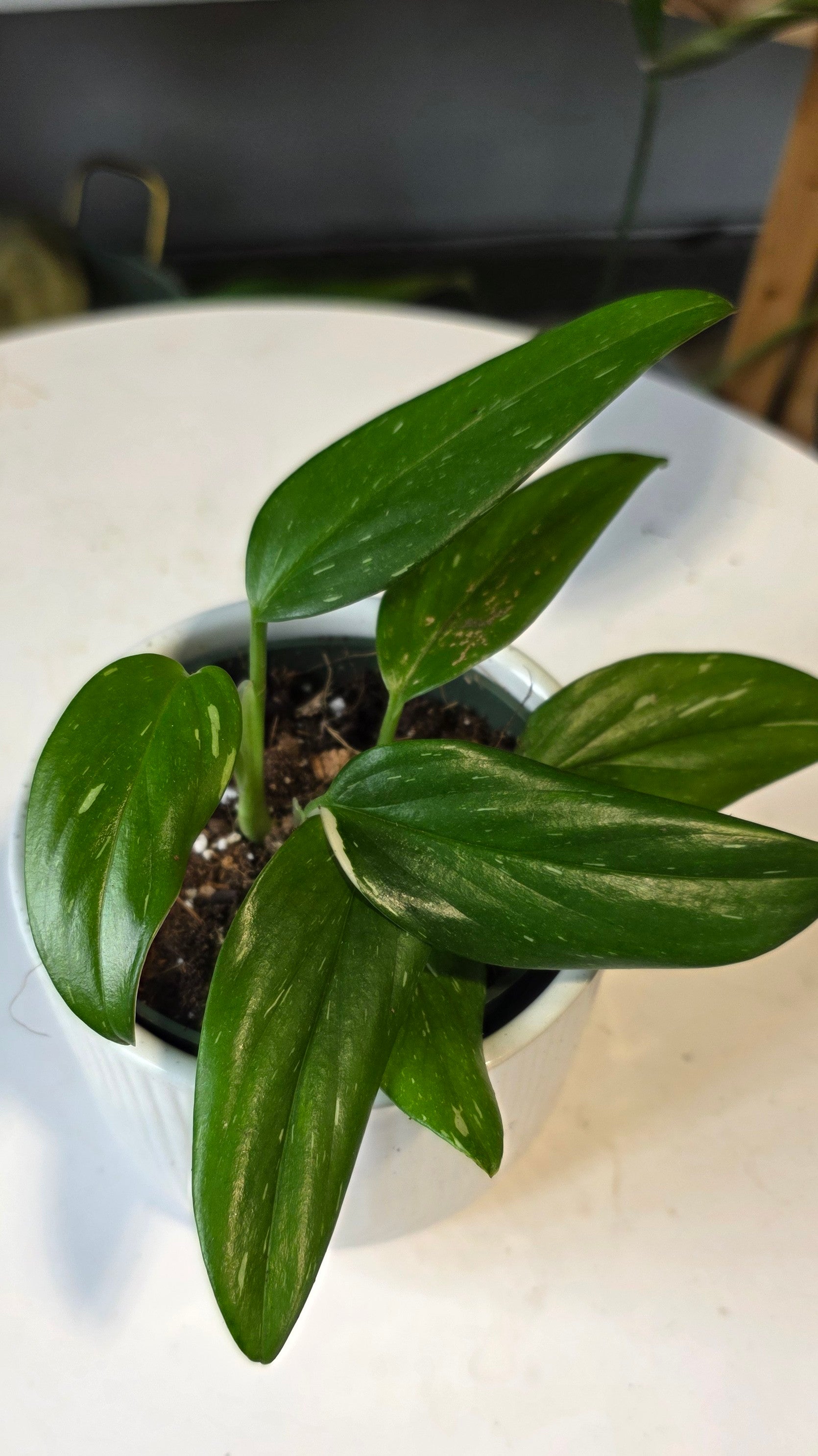 Monstera Standleyana thai con