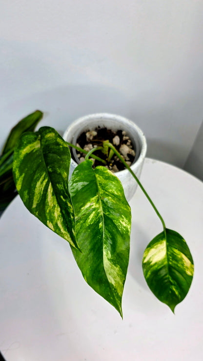 Epipremnum Pinnatum Sunburst B