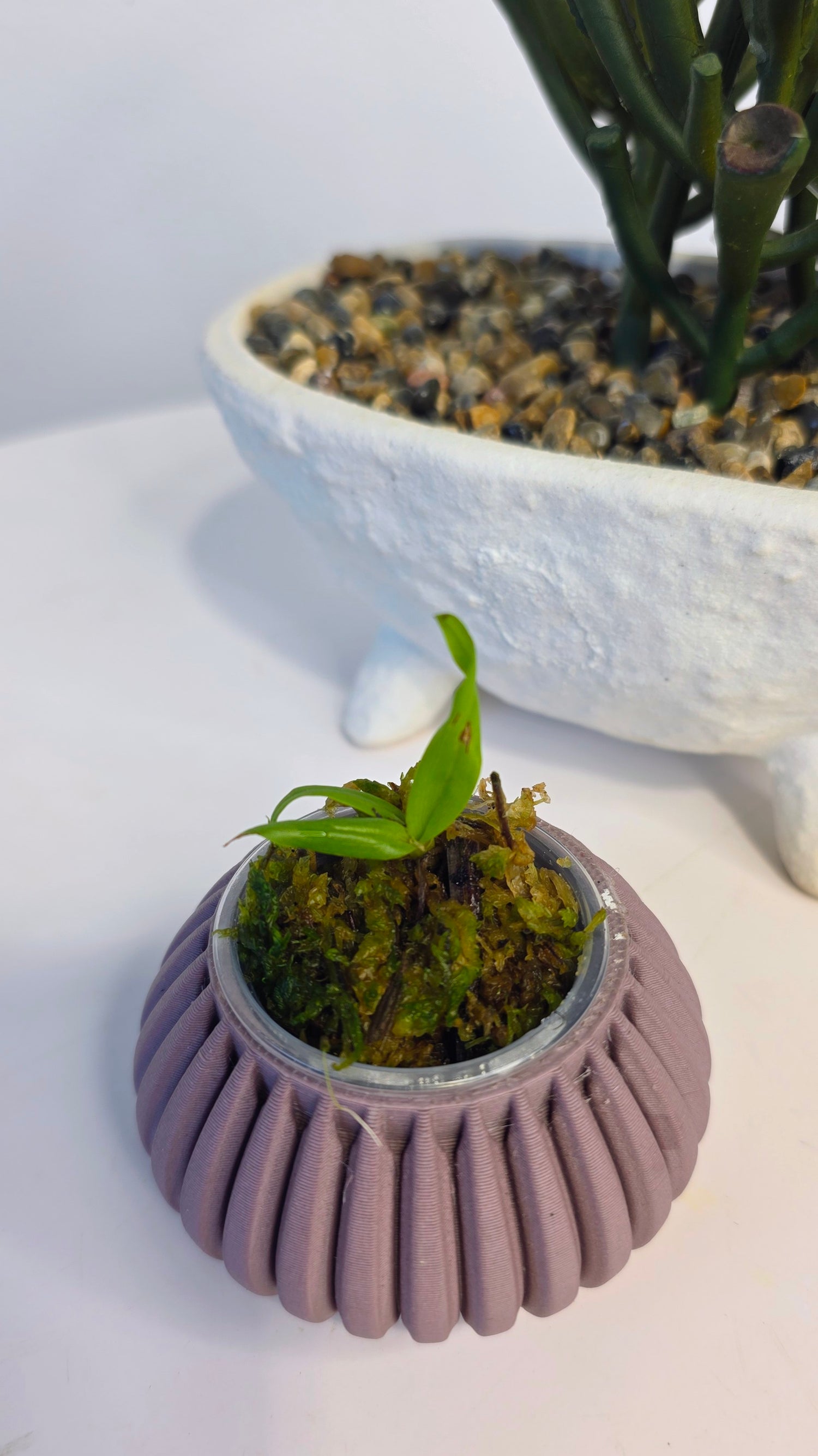 Coelogyne usitana