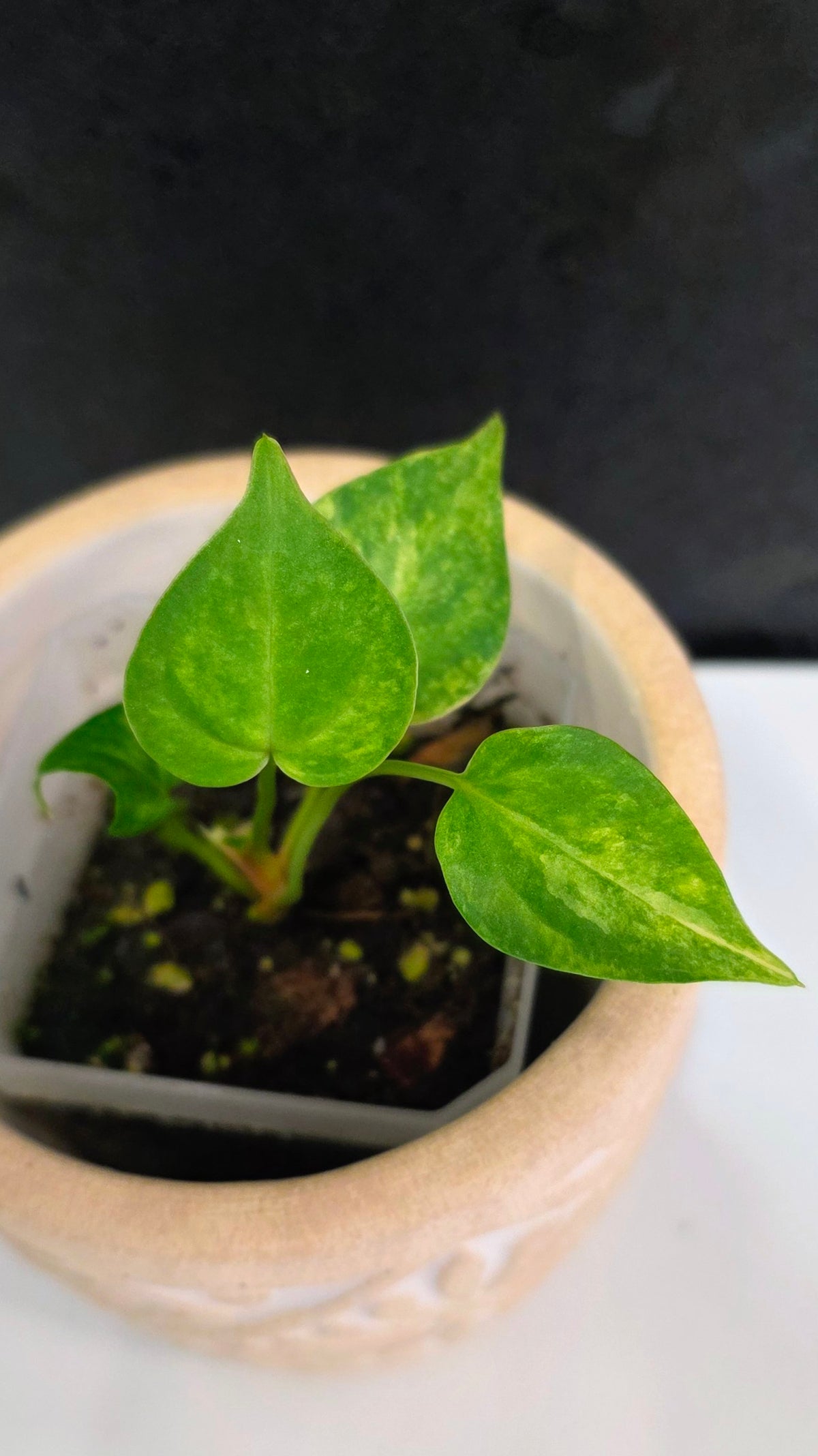 Anthurium Clarinervium Variegated E