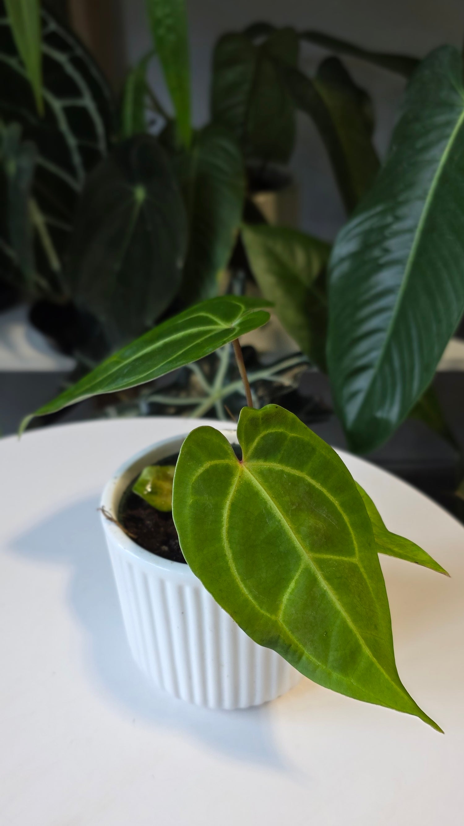 Anthurium Forgetii x Besseae aff. (C)