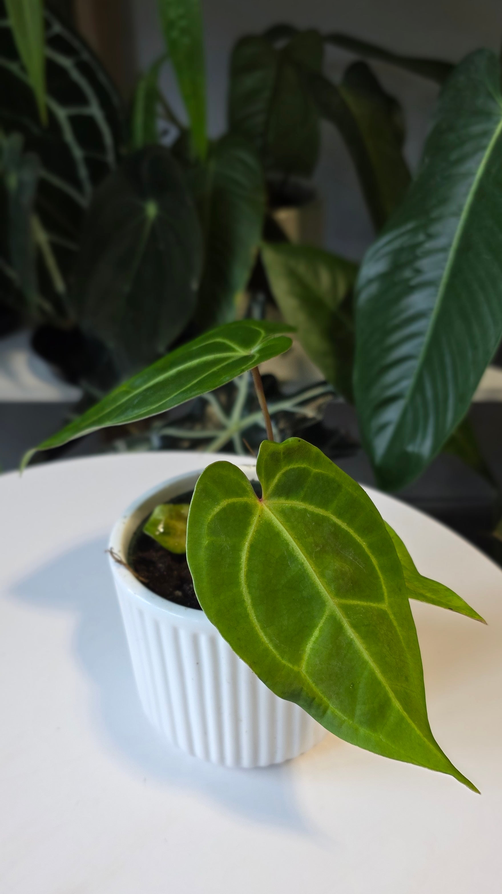 Anthurium Forgetii x Besseae aff. (C)