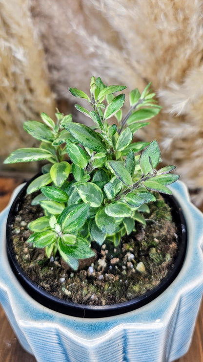 Lipstick Plant Bolero Bicolore