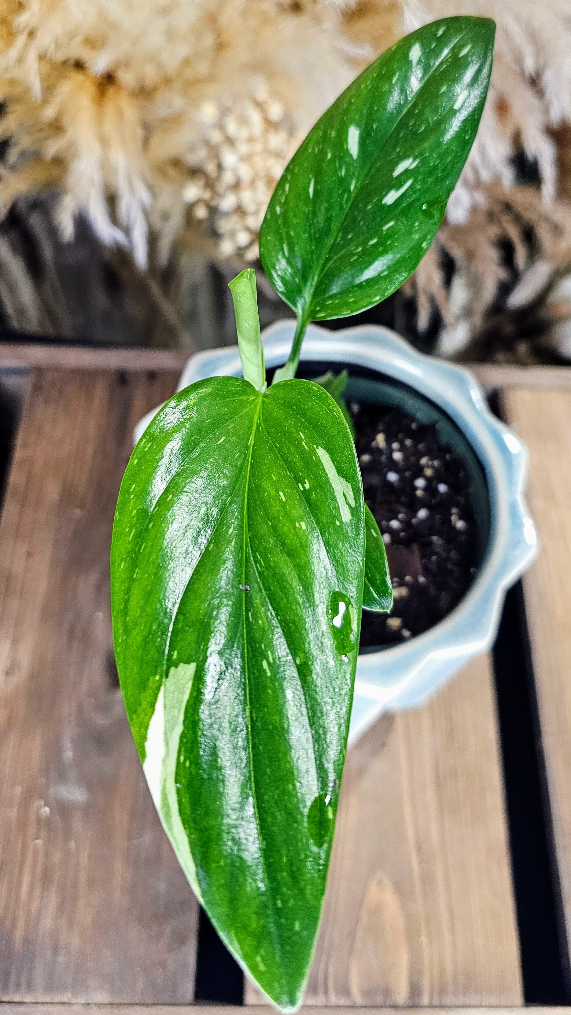 Monstera Standleyana Albo  (WOM01)