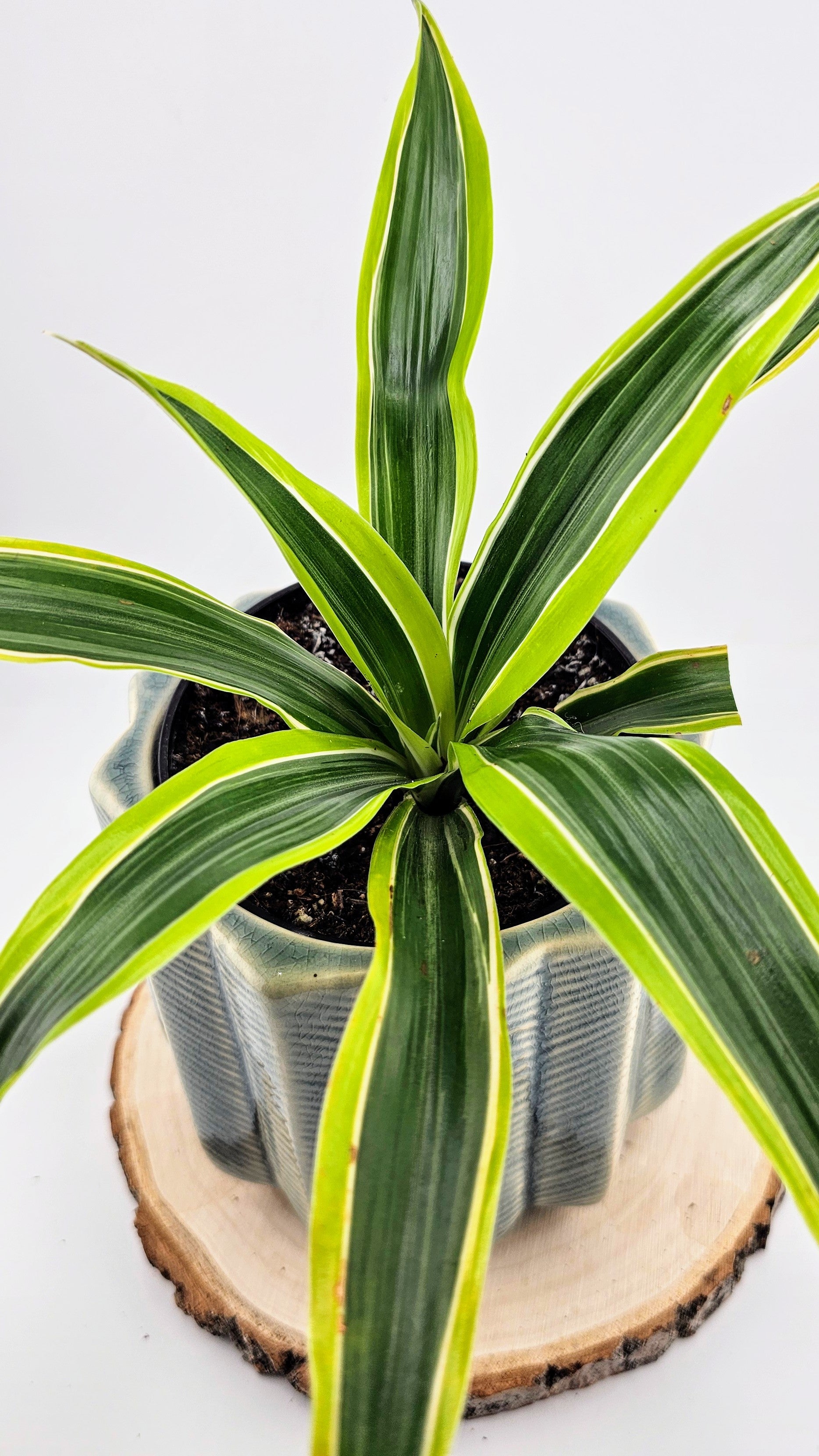 Dracaena Lemon Lime