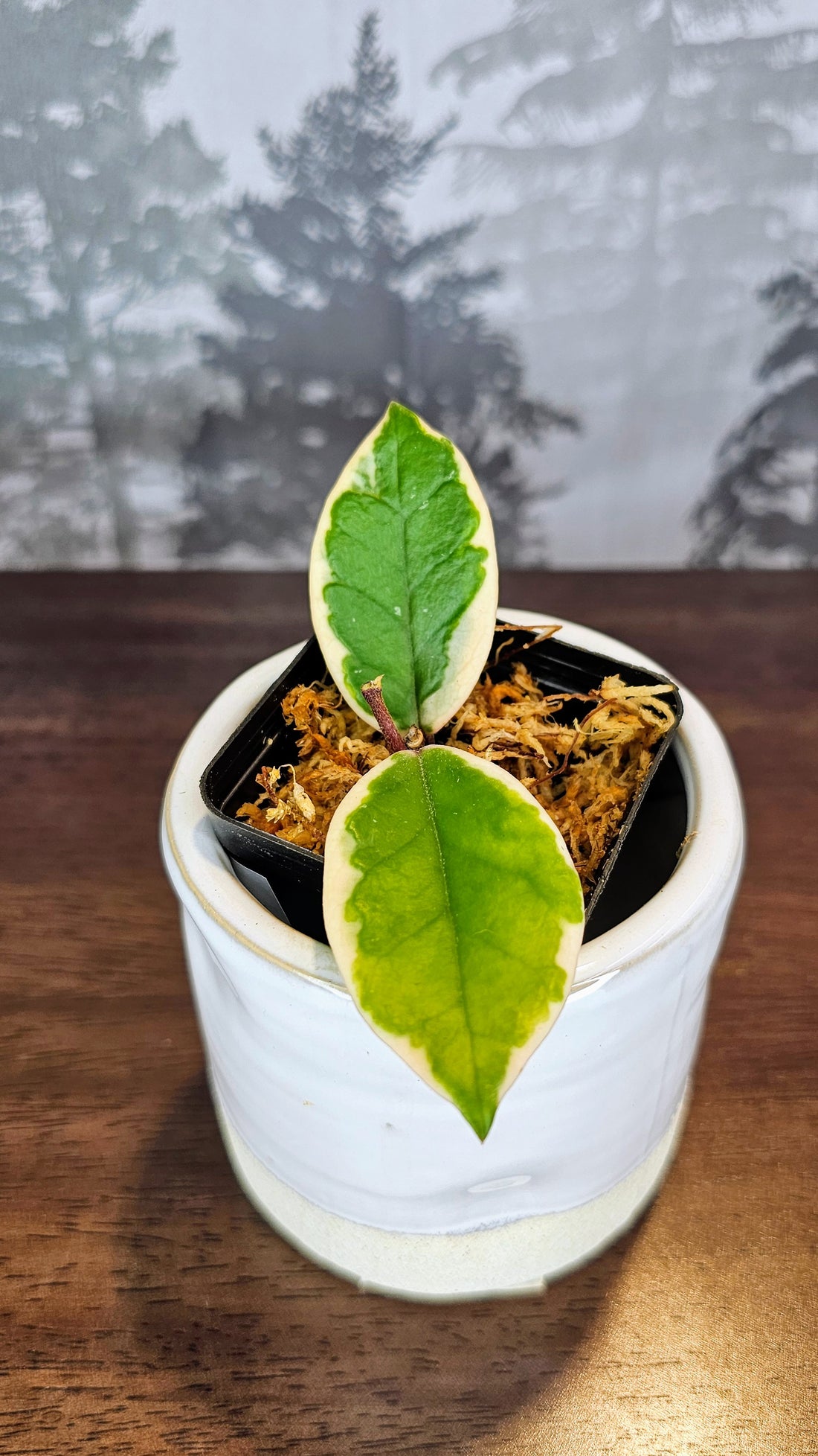 Hoya Suzie Q (WH 54)