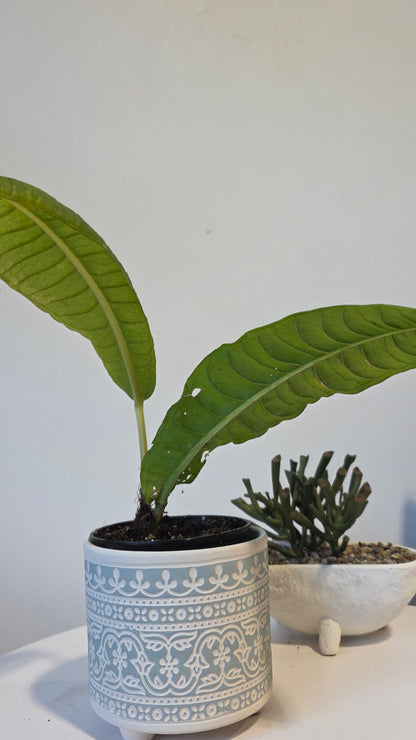 Anthurium reflexarium A