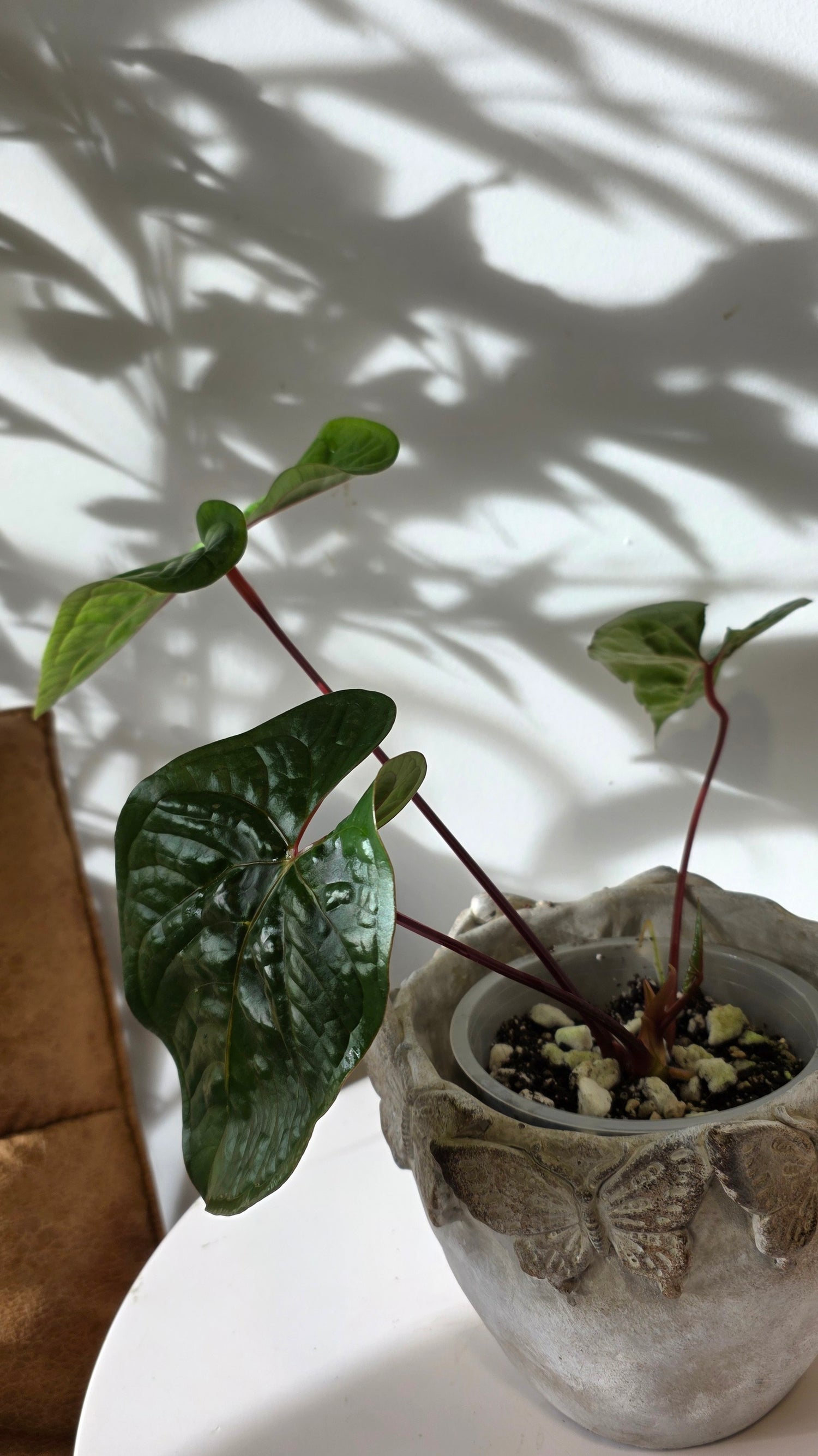 Anthurium Velvet Eclipse (Anthurium Luxurians x Nigrolaminum) "A"