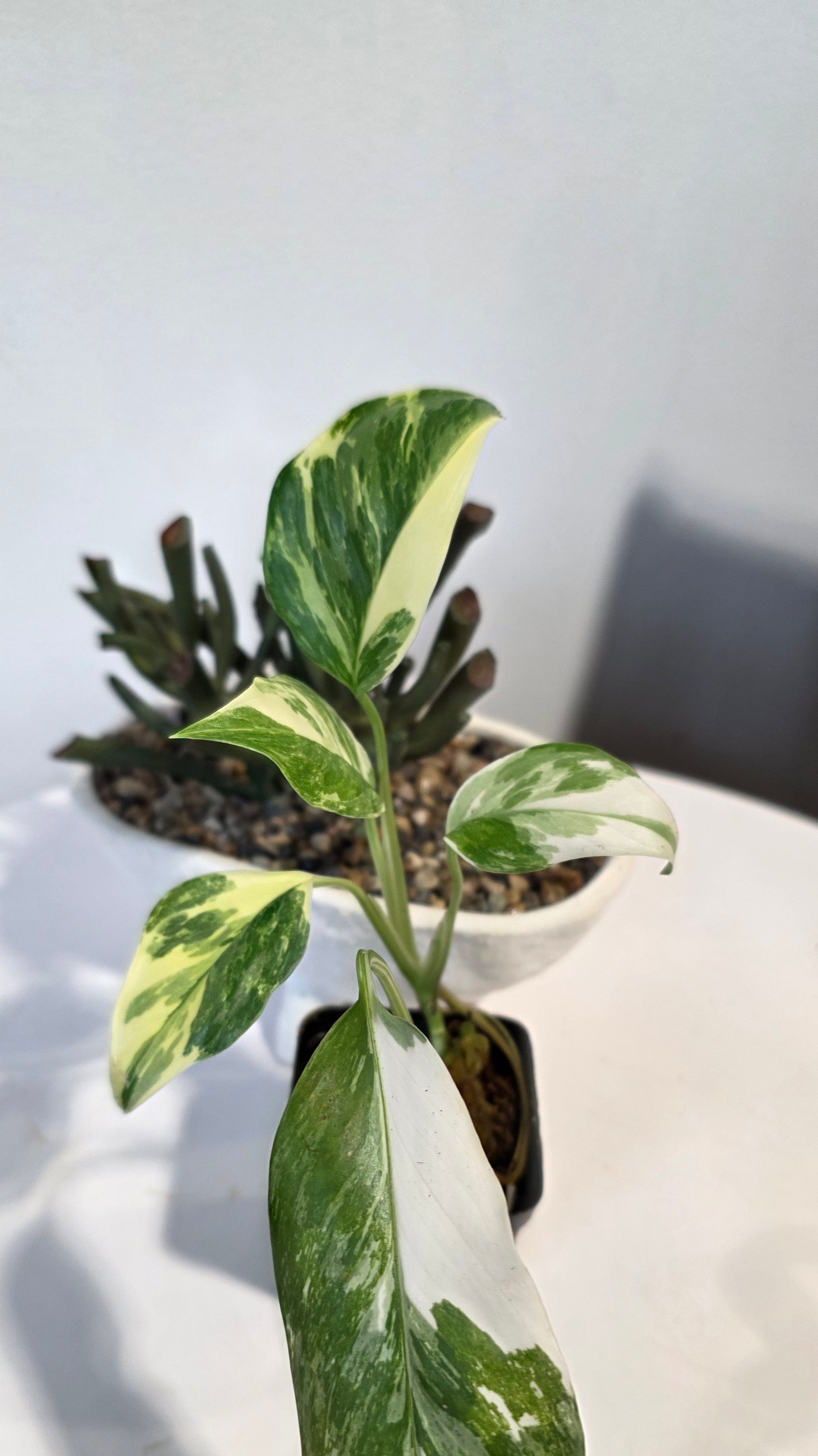 Monstera Lechleriana "A"