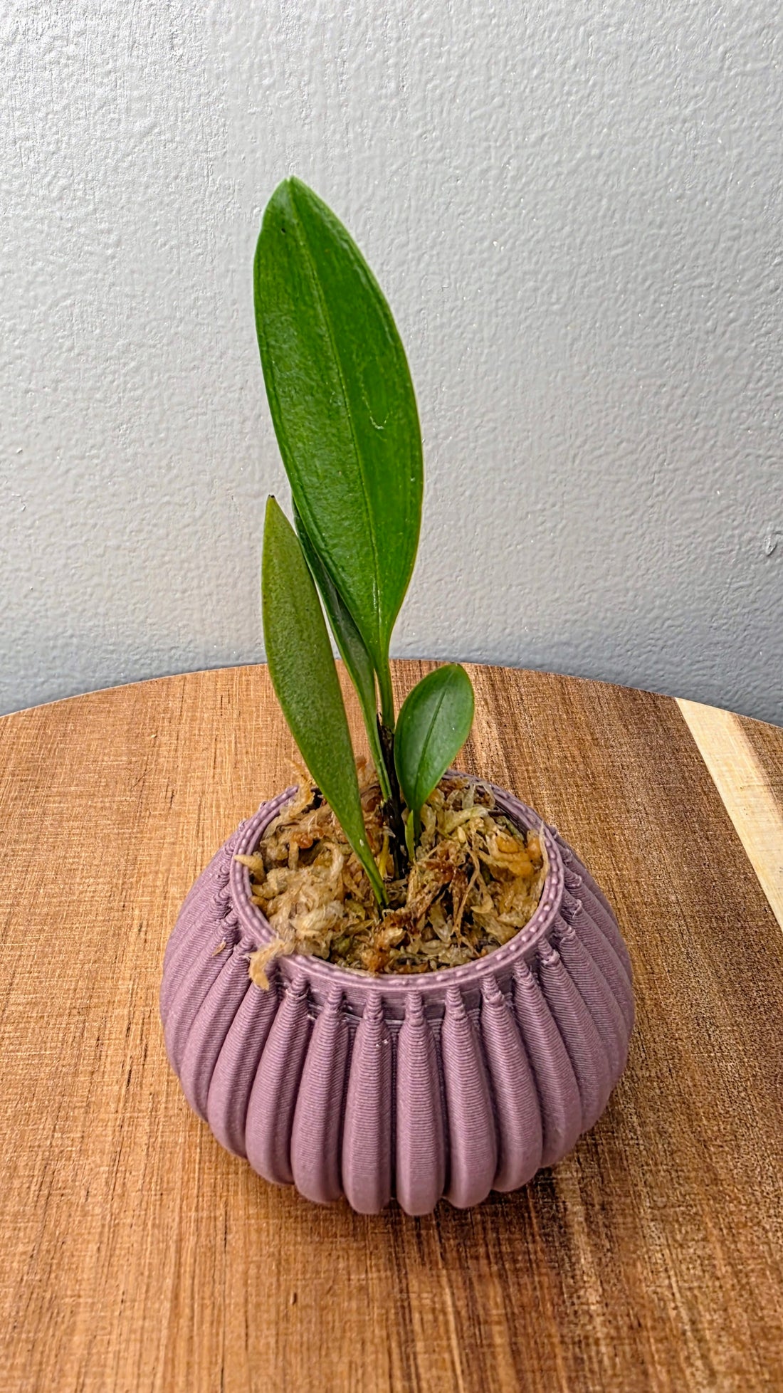 Zootrophion atropurpureum