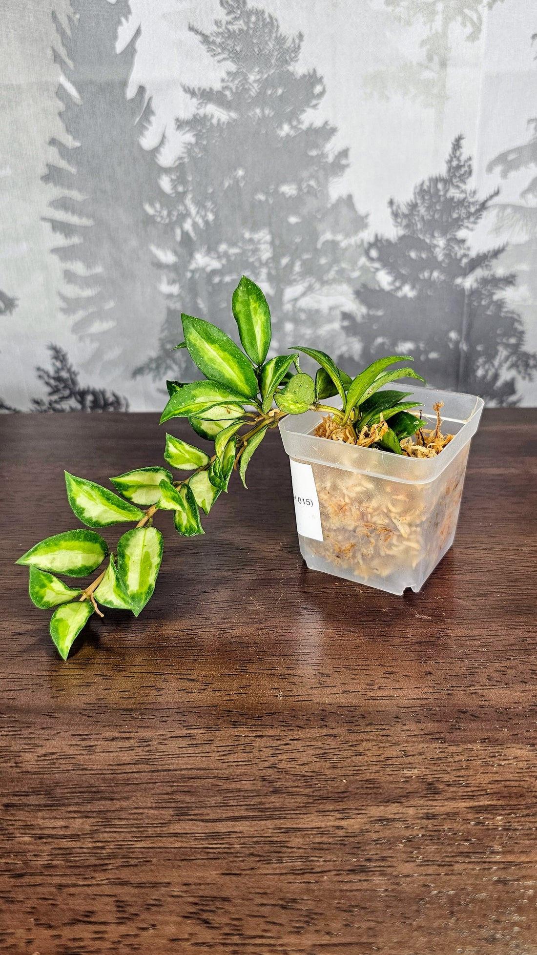 Hoya Lacunosa &