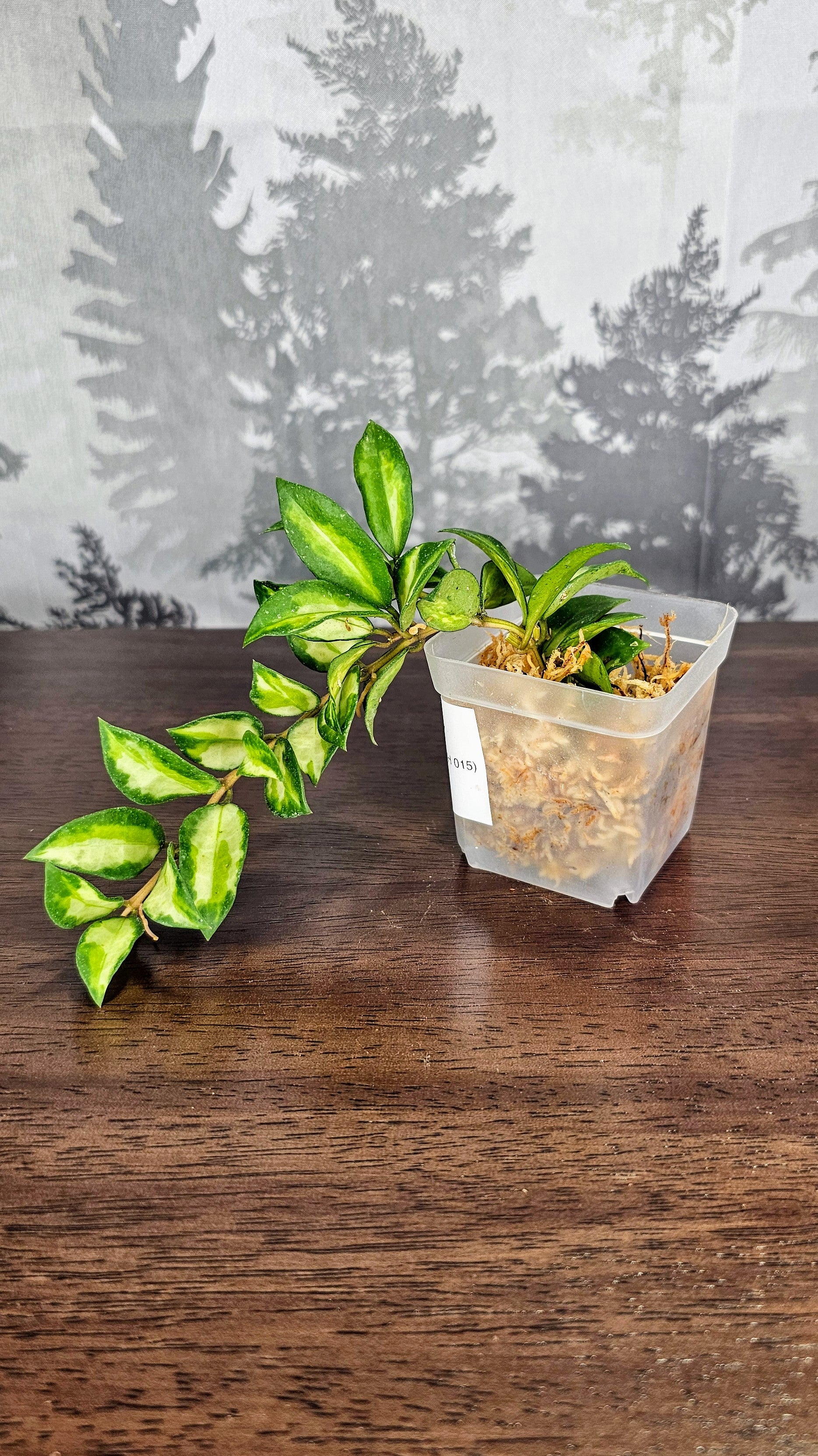 Hoya Lacunosa &