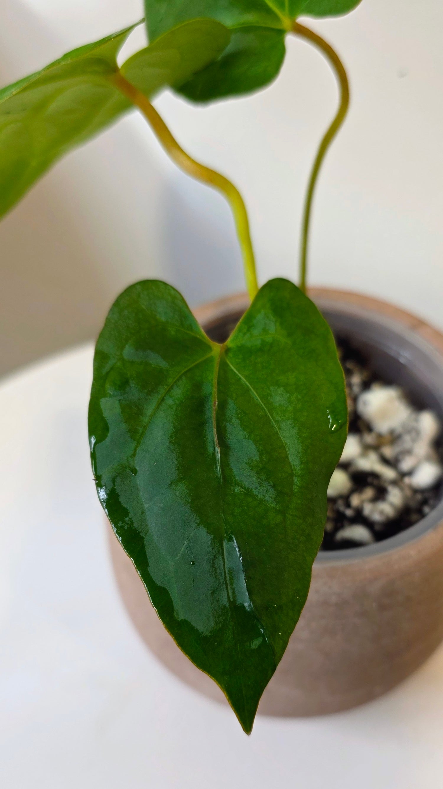 Anthurium Dark Phoenix x Xone "c"