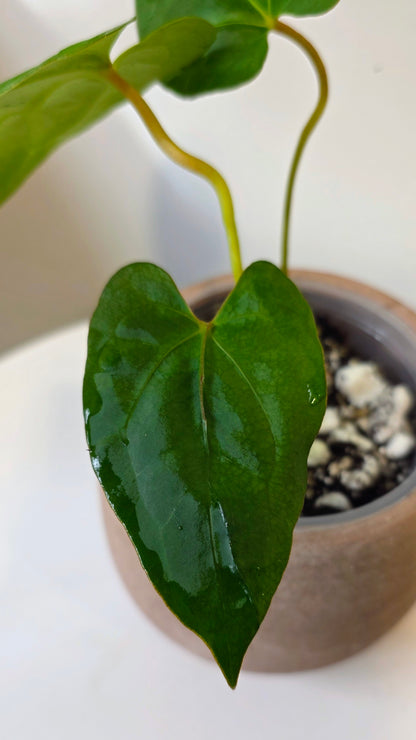 Anthurium Dark Phoenix x Xone "c"