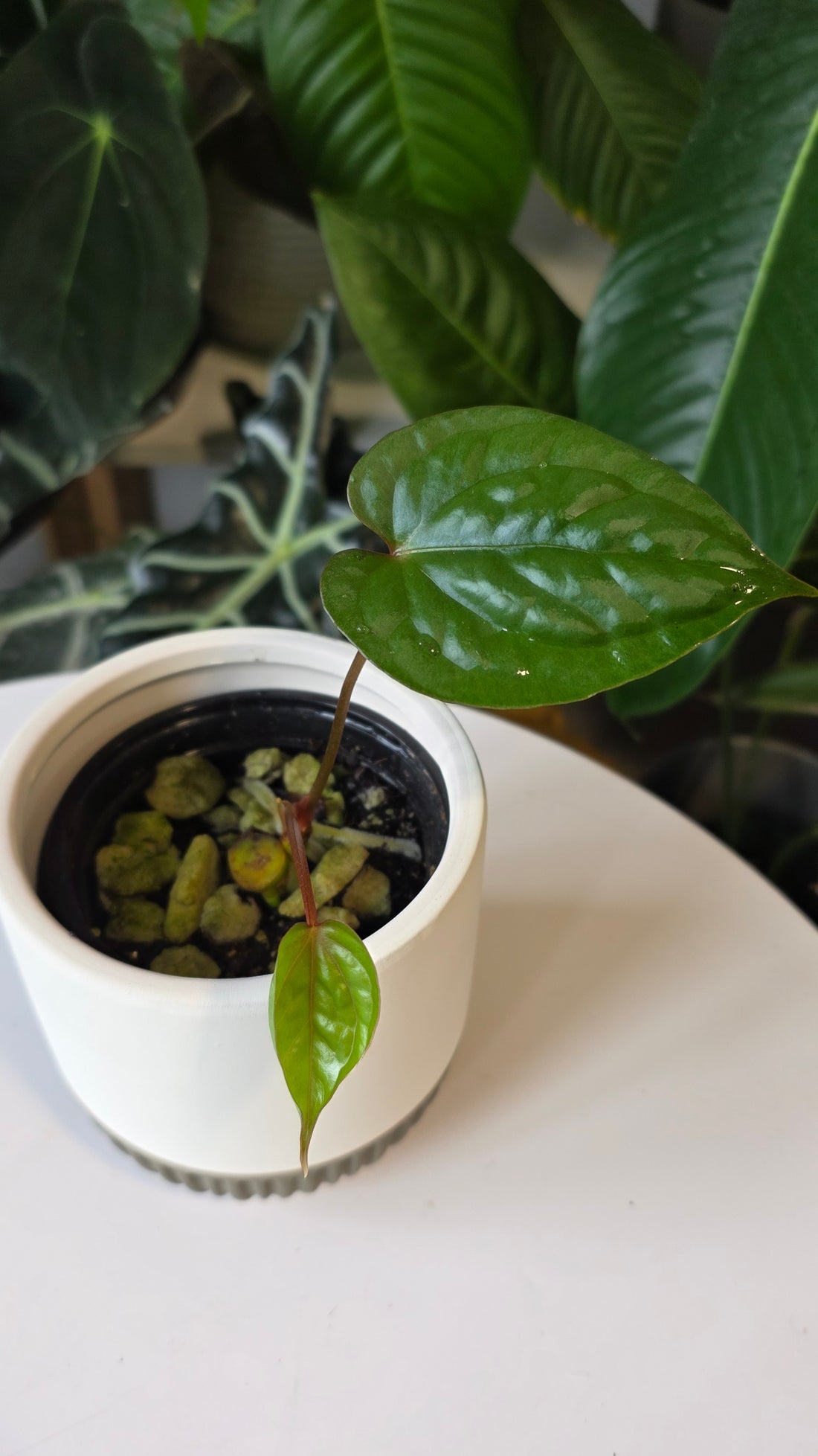 Anthurium Luxurians x Nigrolaminum (C)