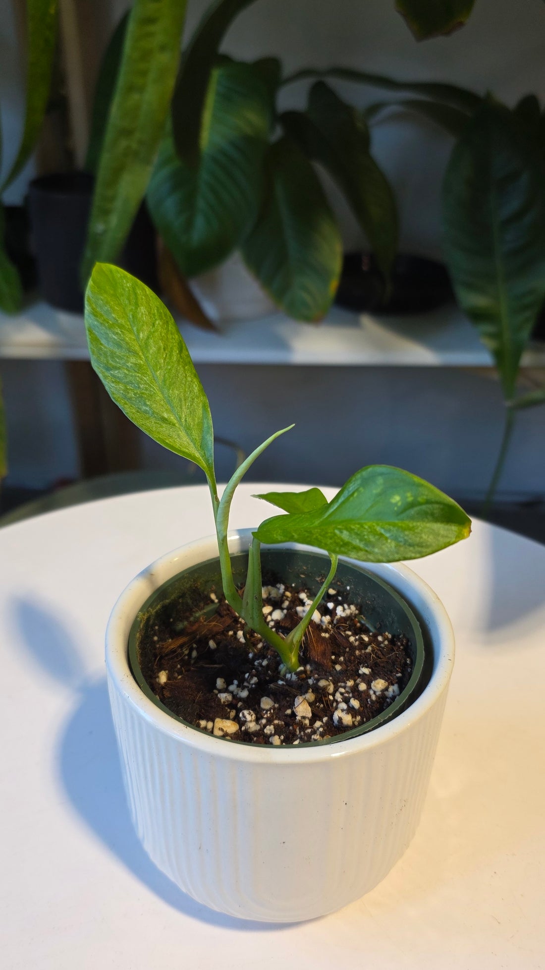 Rhaphidophora Foraminifera Mint Variegated 4"
