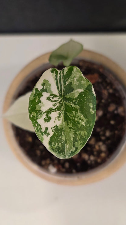 Alocasia Melo Albo G