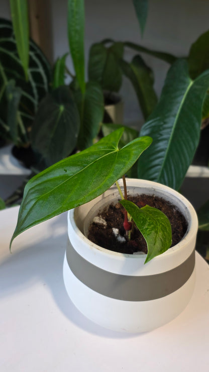 Anthurium Regale x sp. Napo (B)