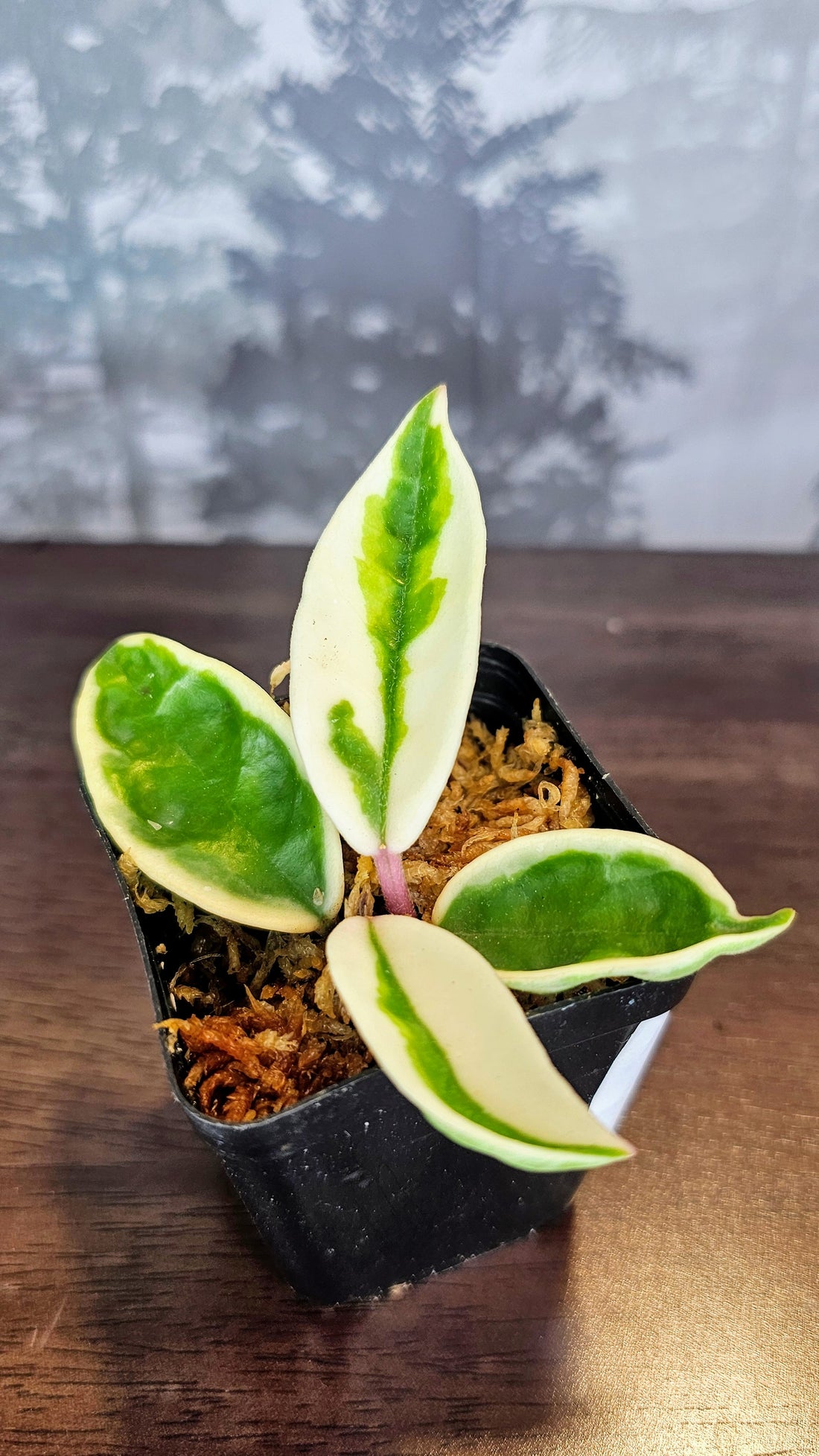 Hoya Suzie Q (WH 50)