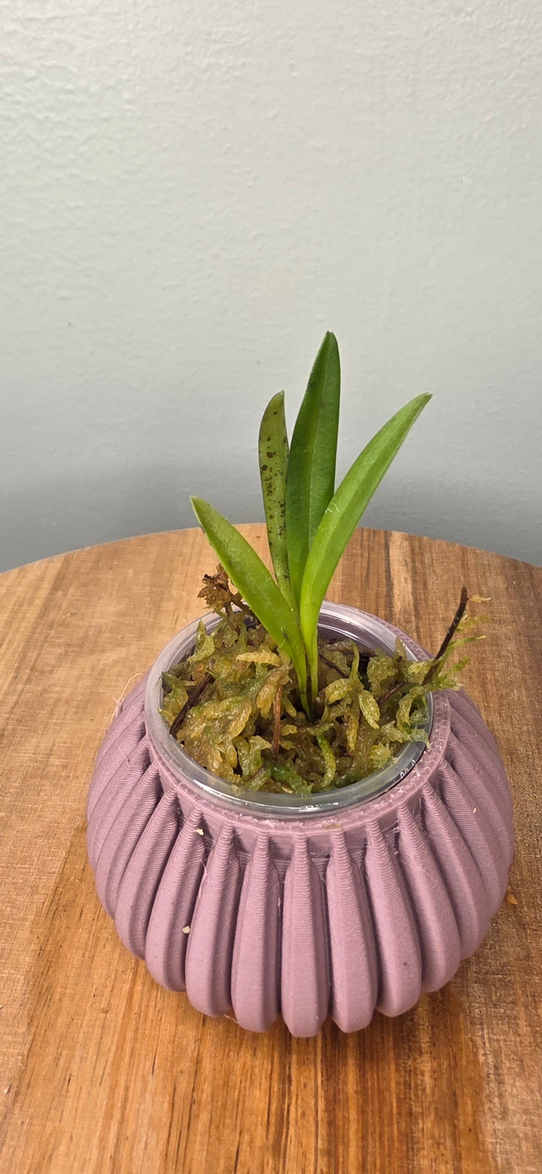 Masdevallia roseola