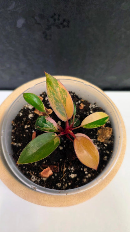 Philodendron Red Congo Variegated A