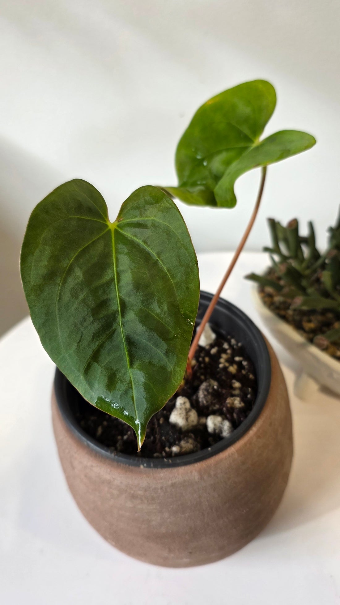 Anthurium Papillilaminum X Dressleri "a"