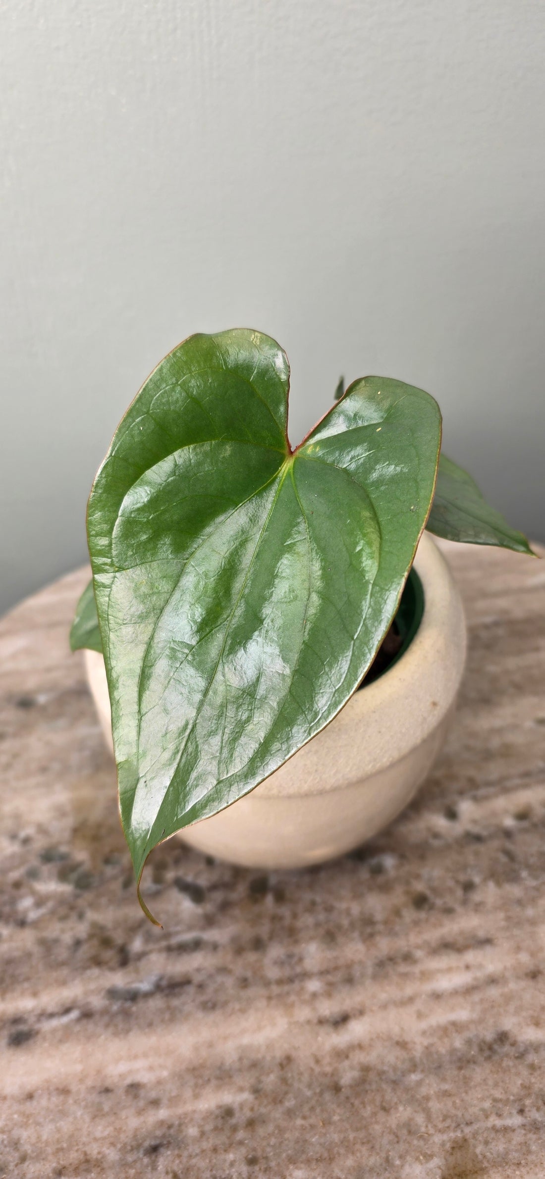 Anthurium sp Silver Peru A
