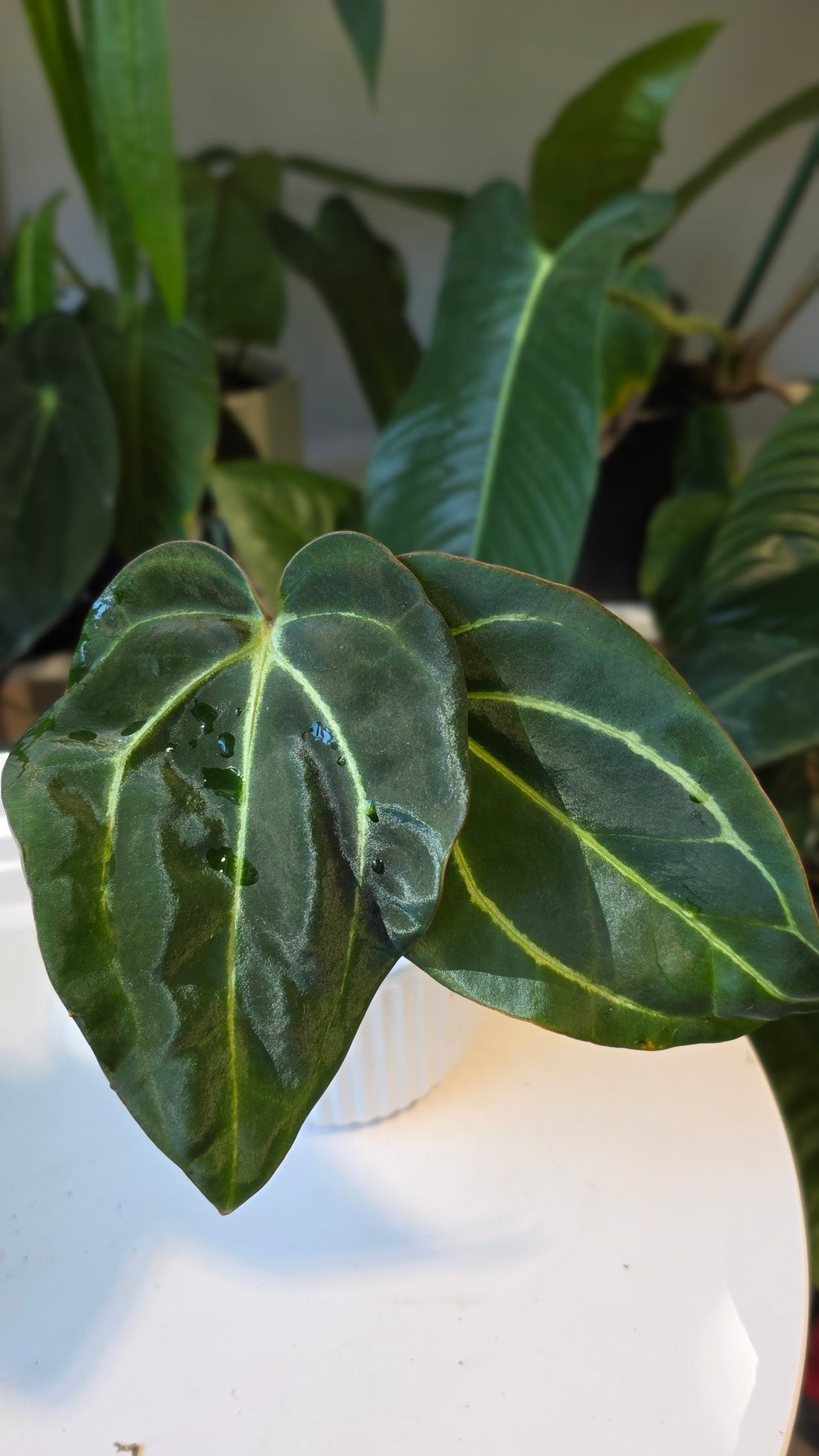 Anthurium Carlablackaie (A)
