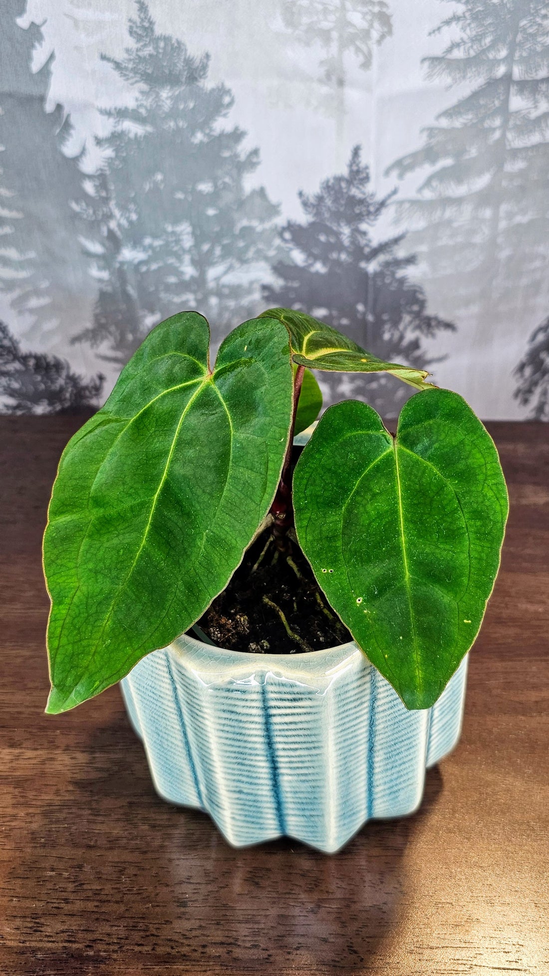 Anthurium Ace of Spades Dark Form (A3)