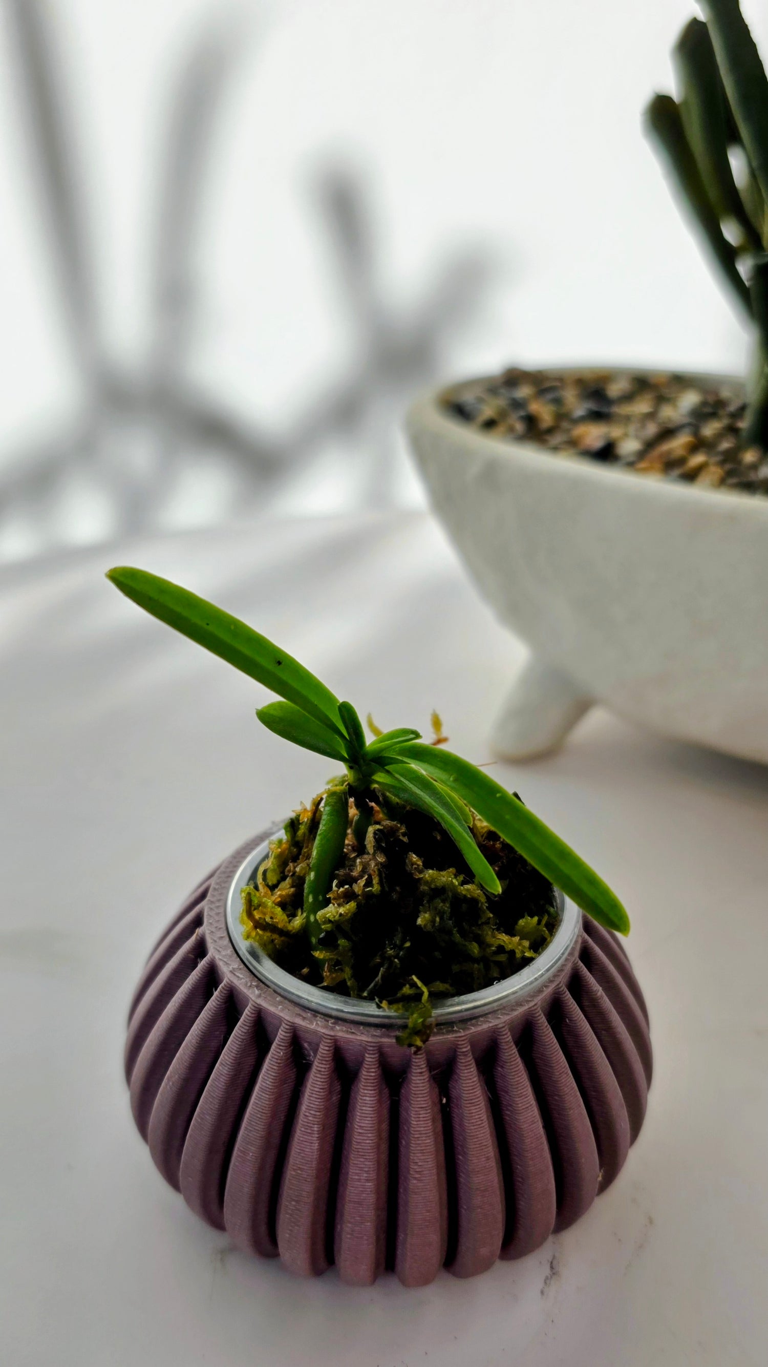 Vanda barnesii