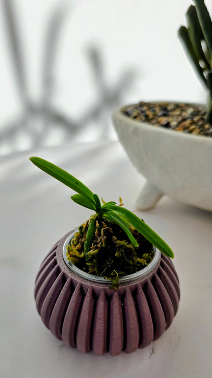 Vanda barnesii