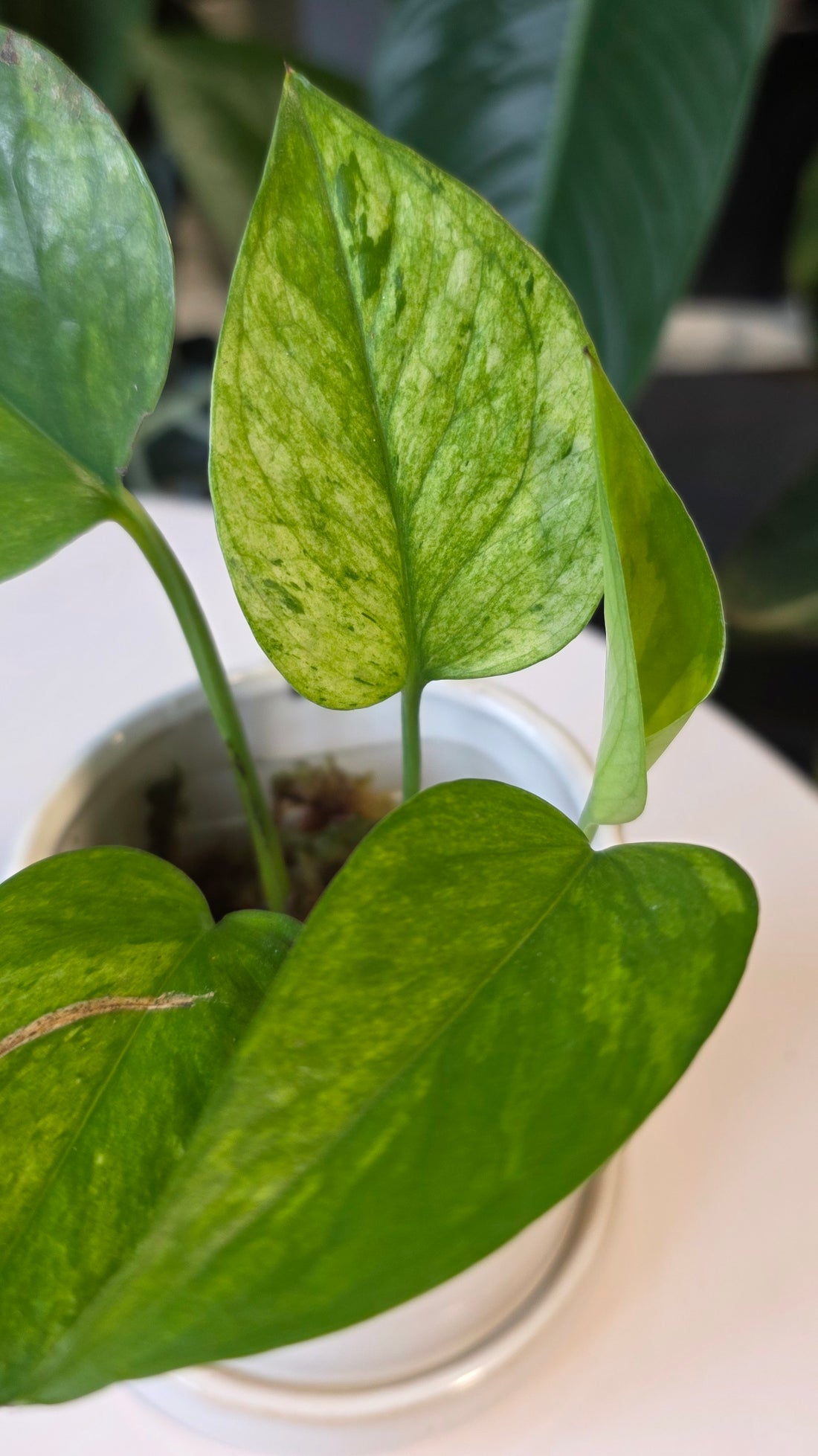 Epipremnum aureum &