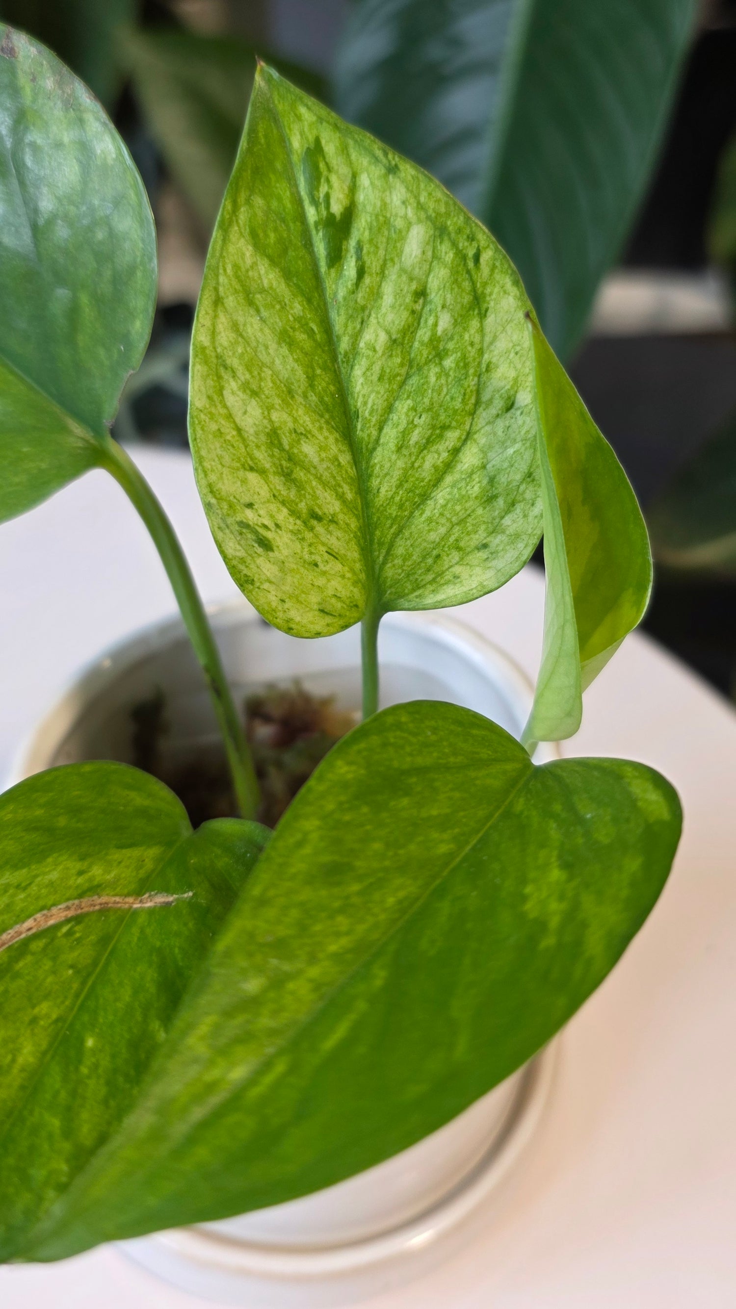 Epipremnum aureum &