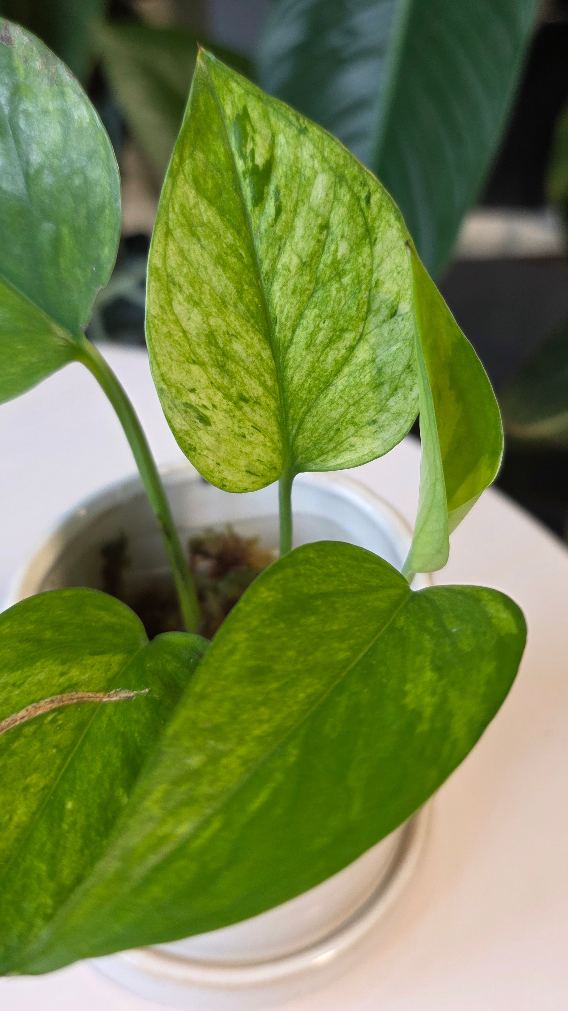 Epipremnum aureum &