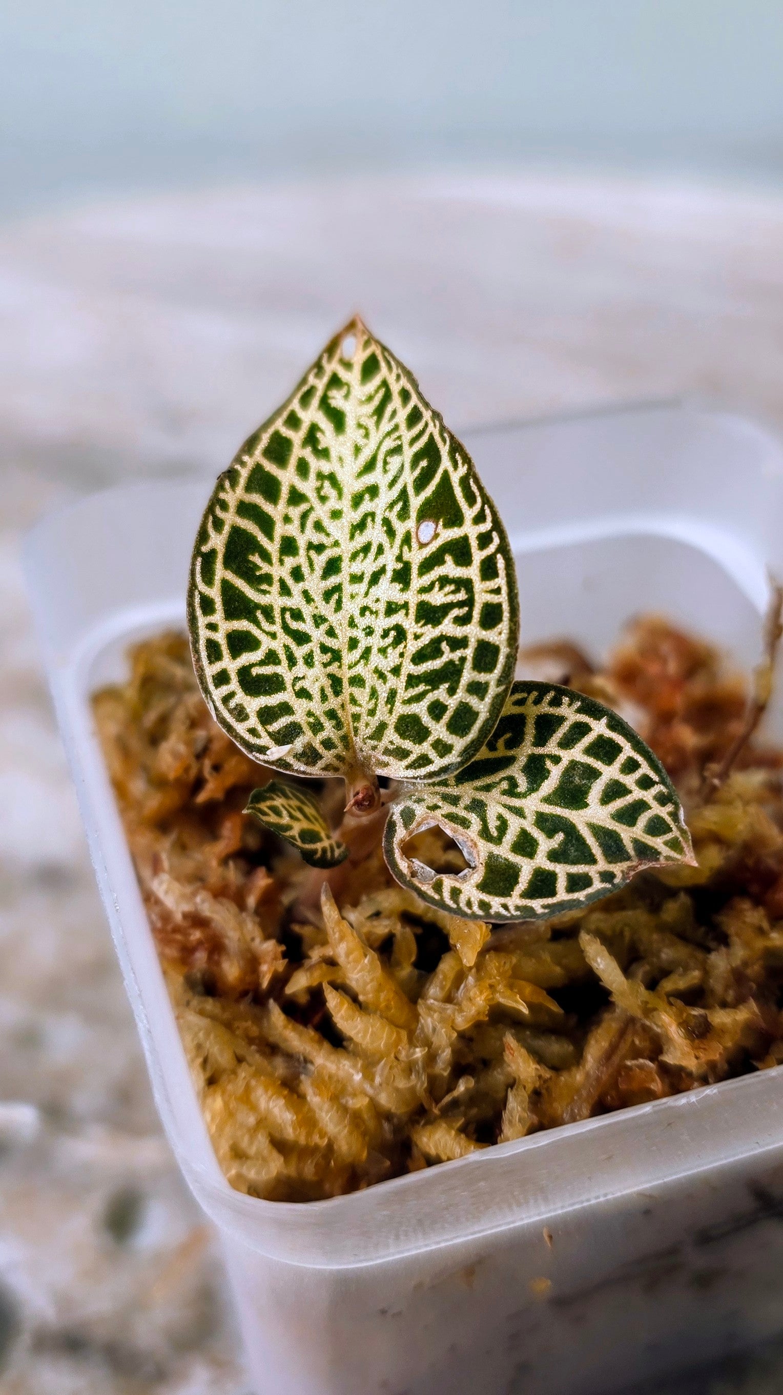 Anoectochilus Roxburghii Gold Bar