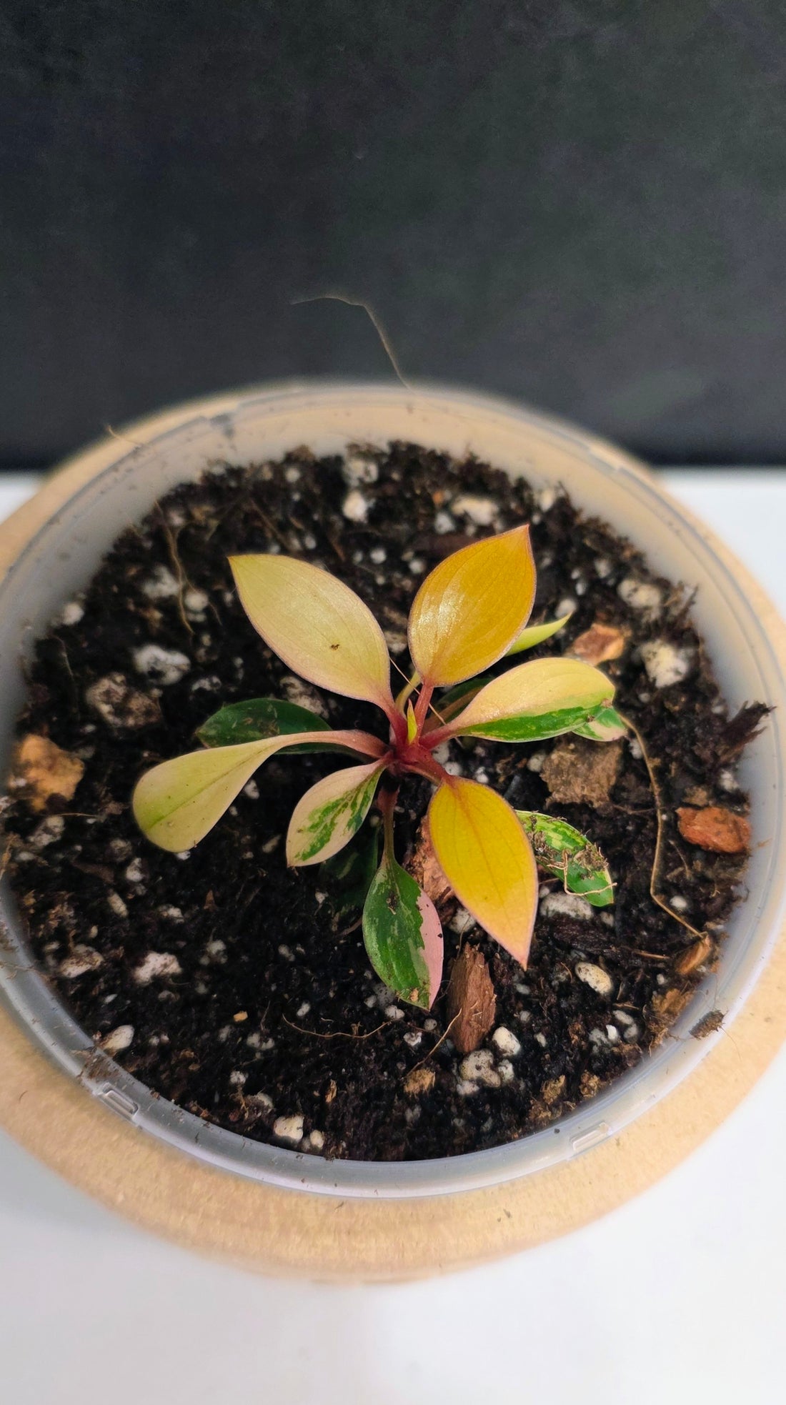Philodendron Red Congo Variegated E