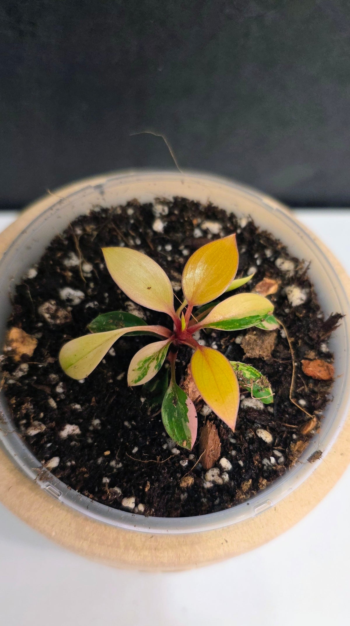 Philodendron Red Congo Variegated E