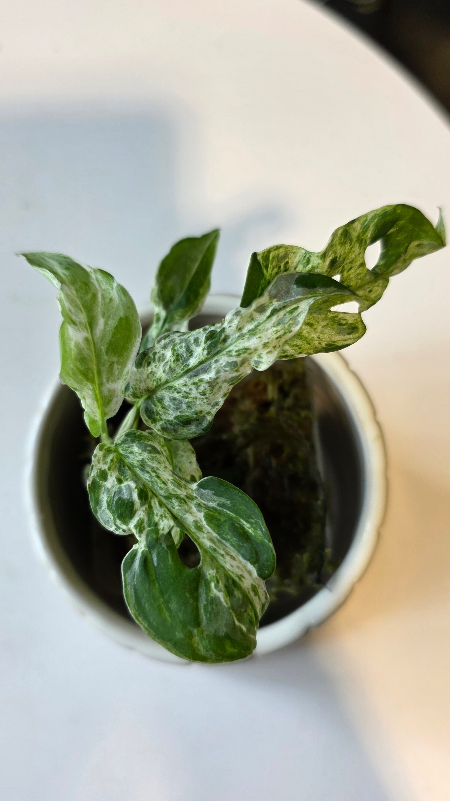 Monstera Adansonii Frozen Freckles (A) – Wilderly