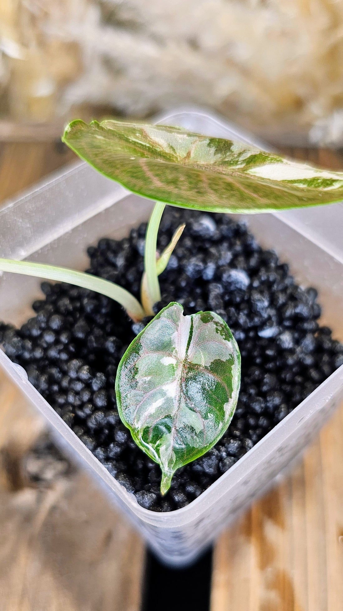 Alocasia Azlanii Albo Variegated