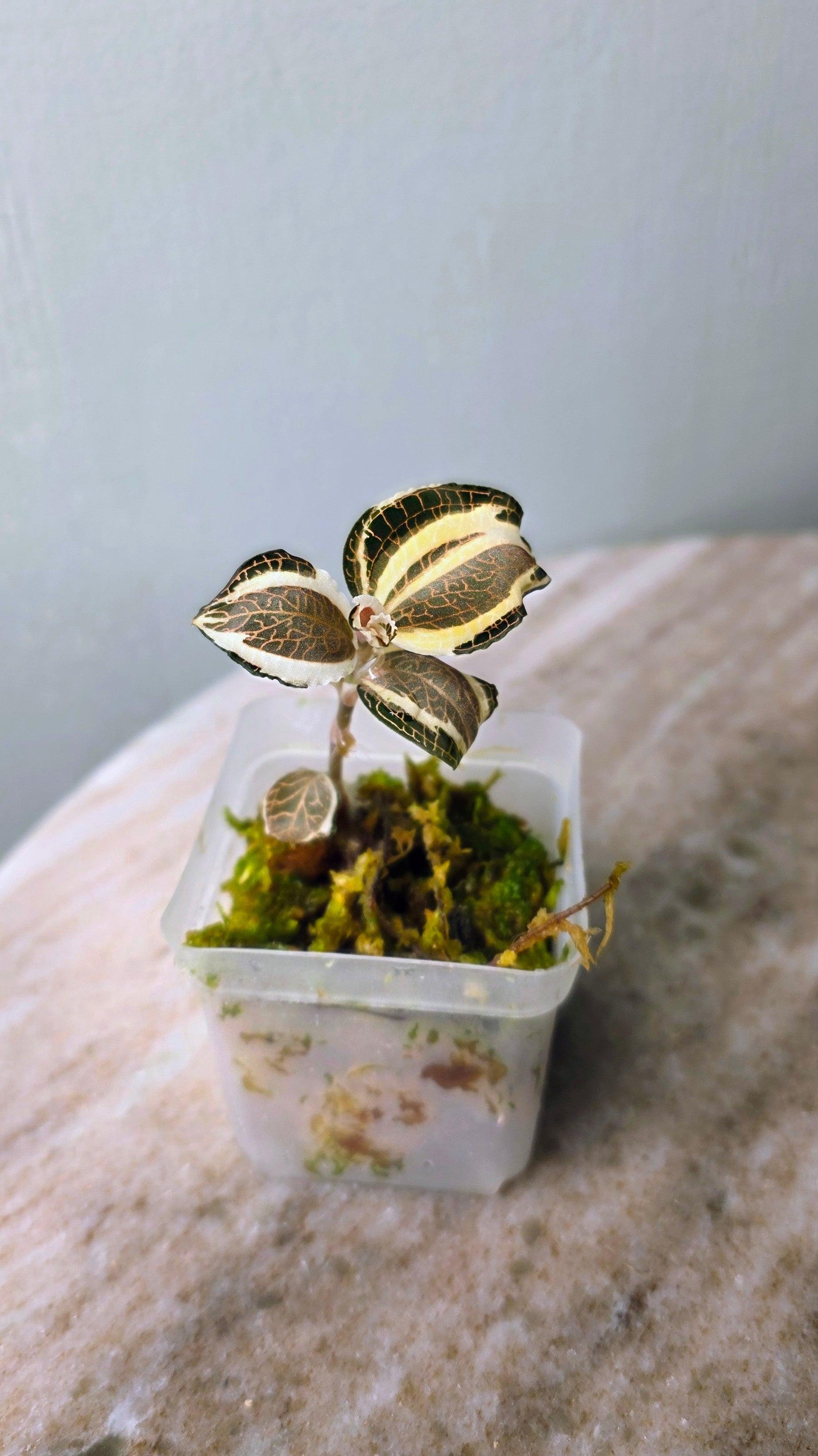 Anoectochilus Roxburghii Variegated