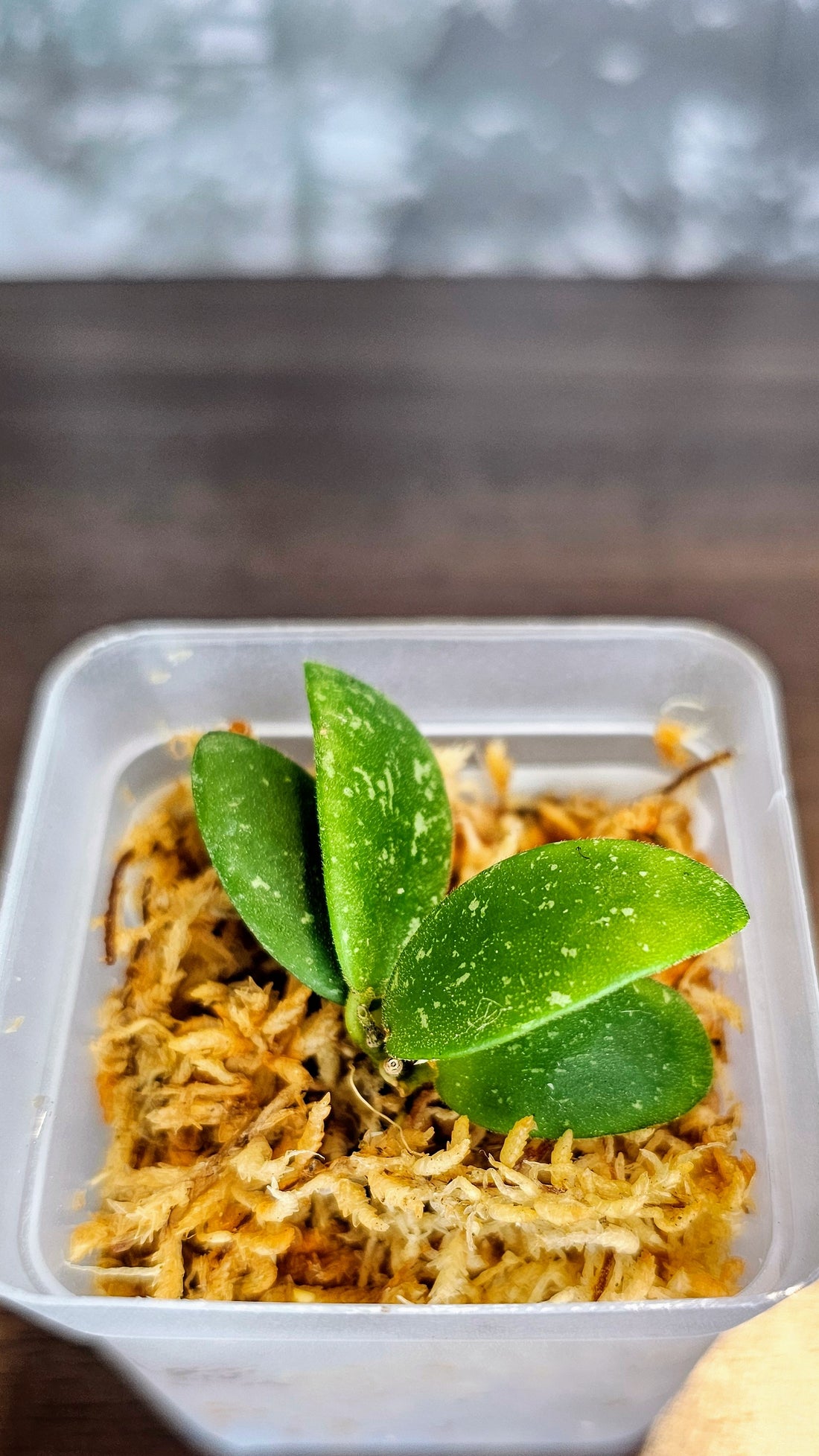Hoya sp. VL9 (WH 13)
