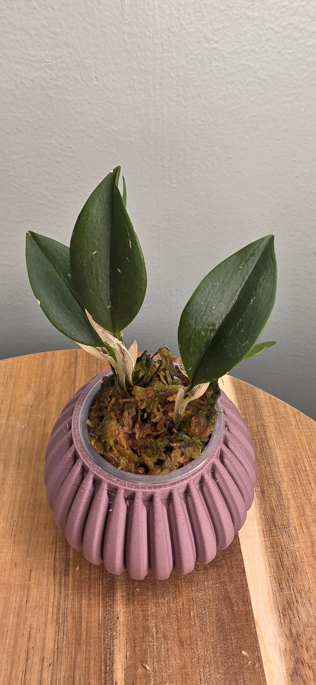 Restrepia seketii