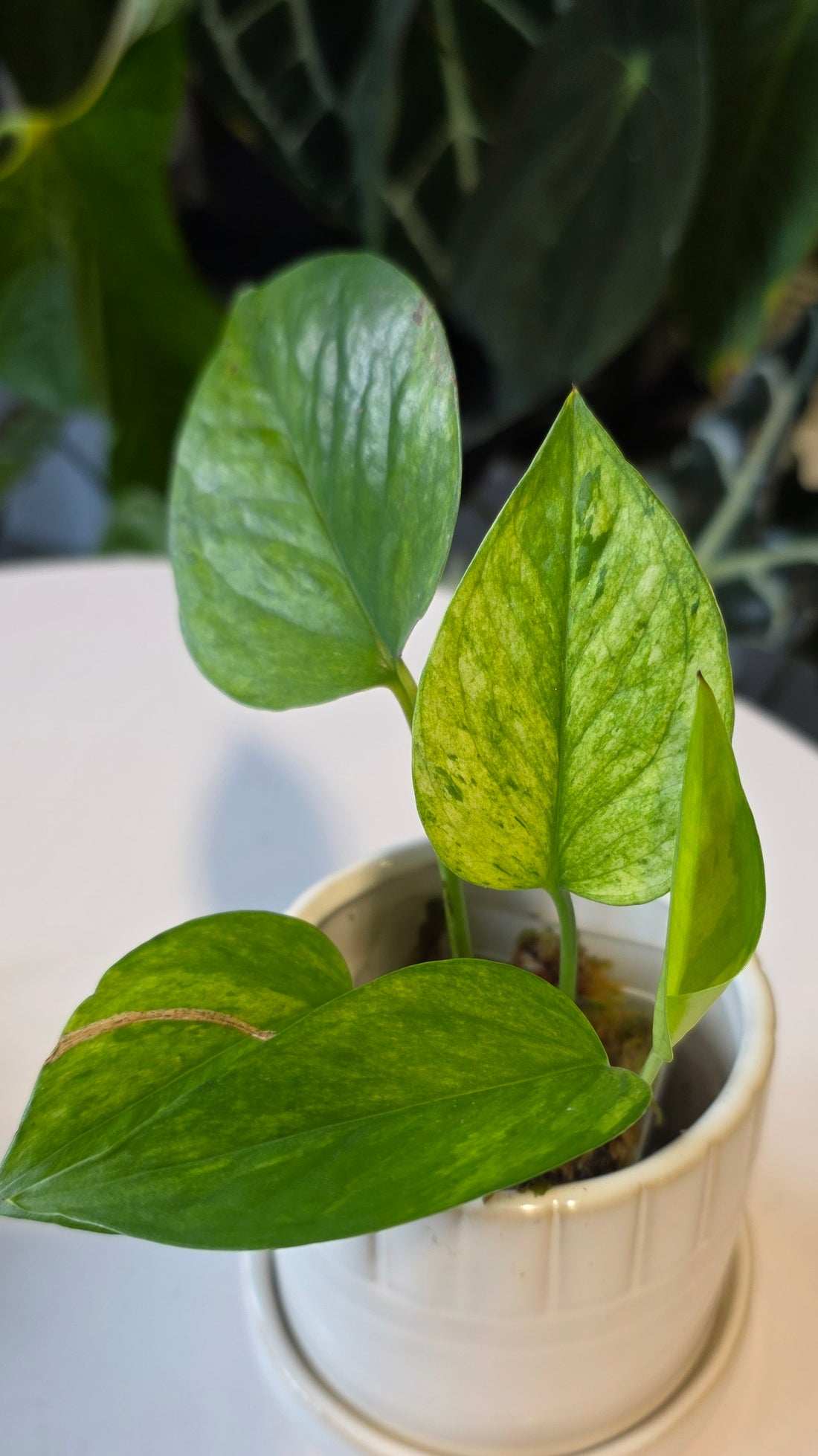 Epipremnum aureum &
