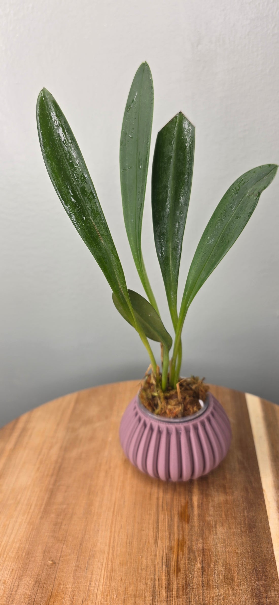 Masdevallia niesseniae