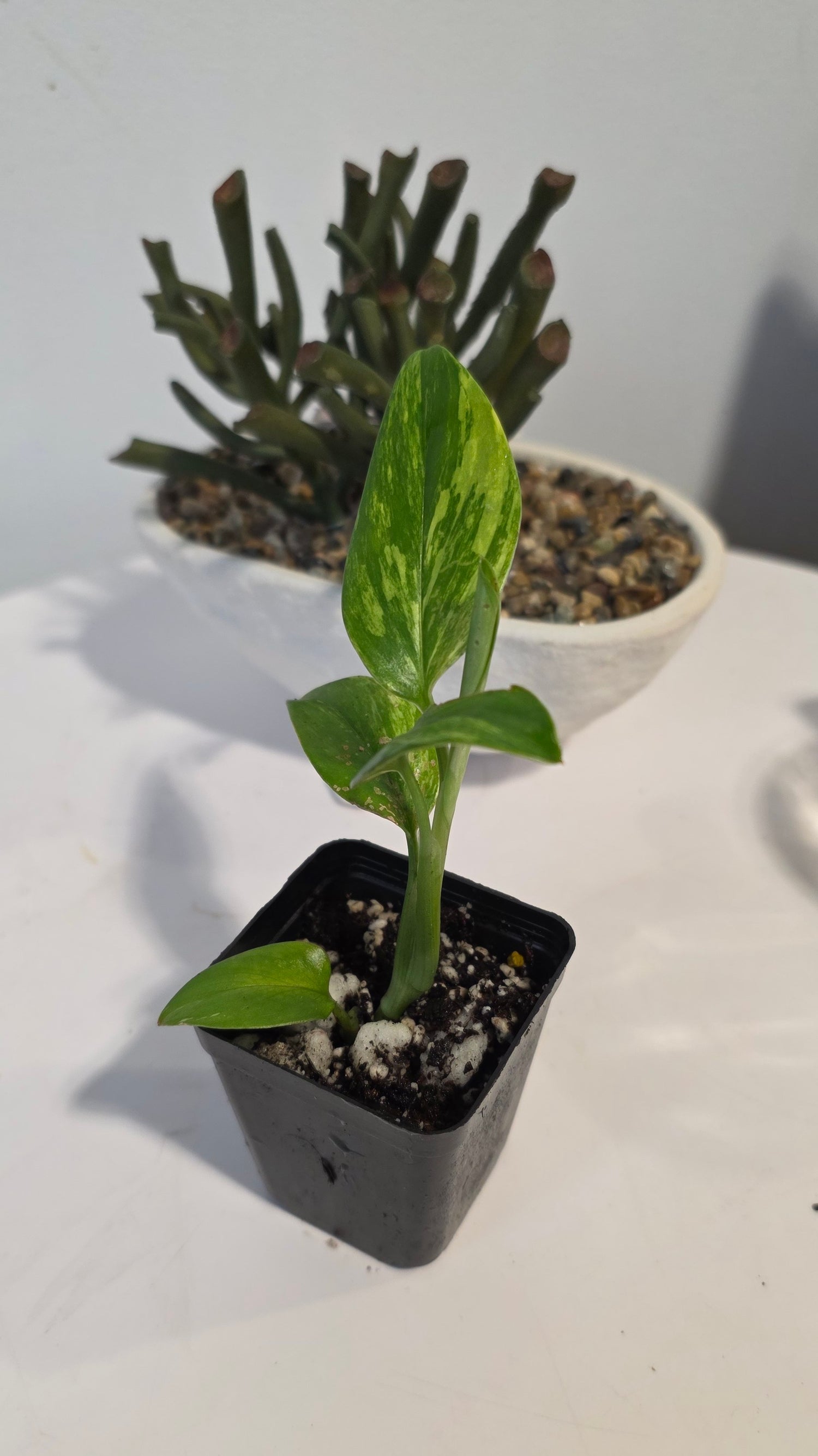 Monstera Standleyana Aurea "B"
