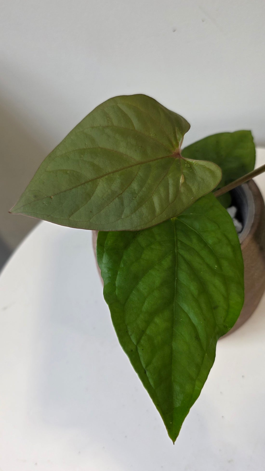 Anthurium kunayalense "a"