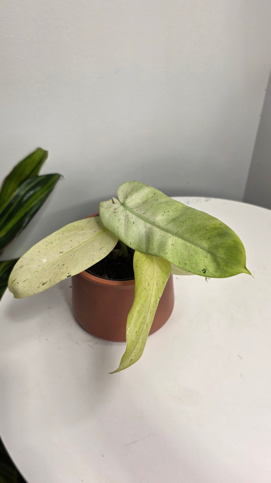 Philodendron Snowdrift Variegated B