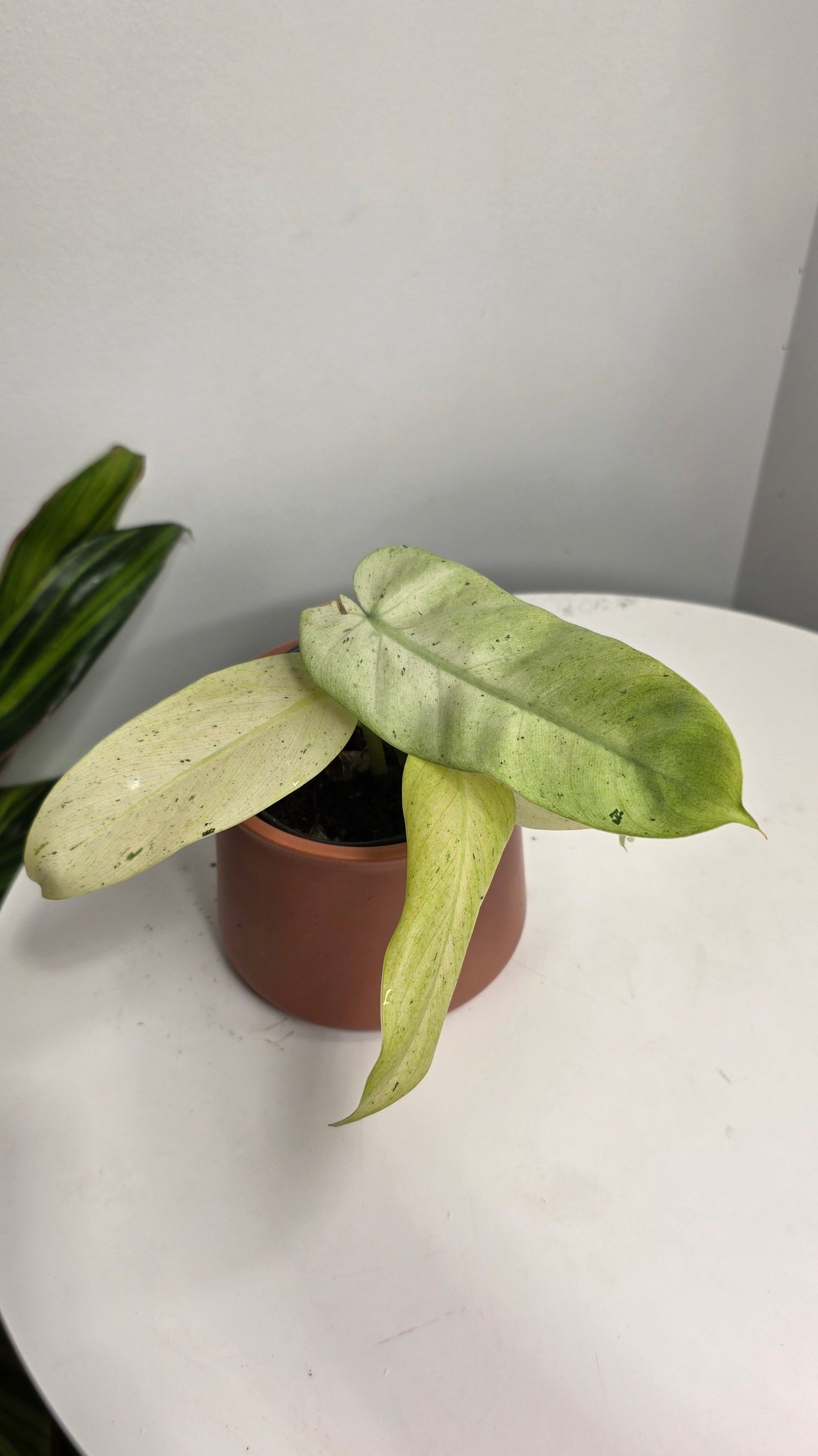 Philodendron Snowdrift Variegated B