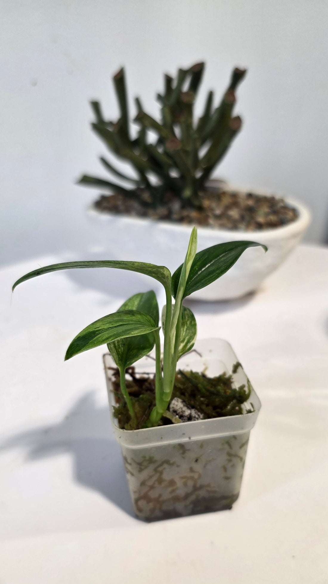 Scindapsus Sp. Sumatra Variegated "A"